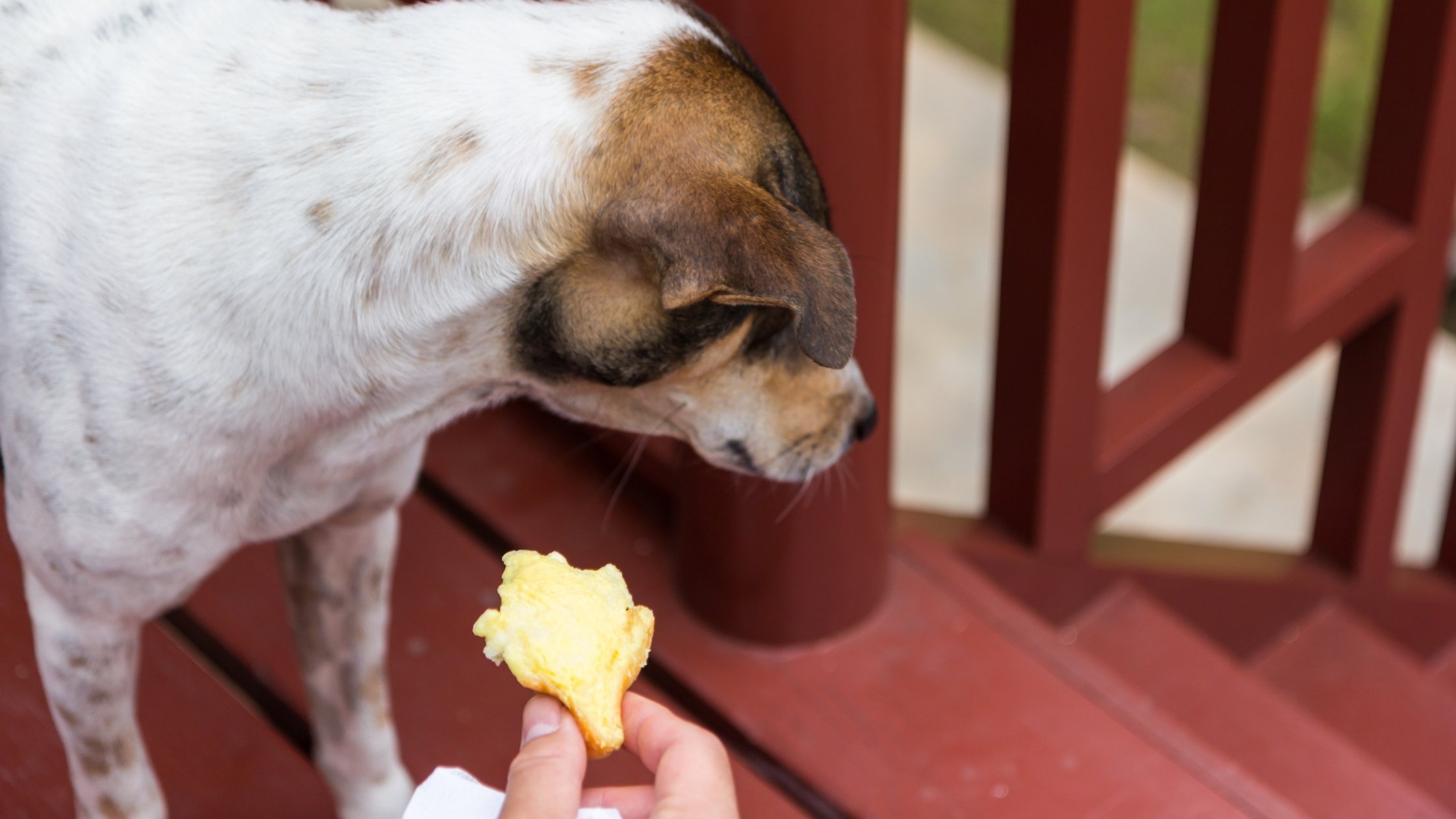 Dog Anxiety Disorder - 15 Signs to Recognize - AnxiousCanine.com