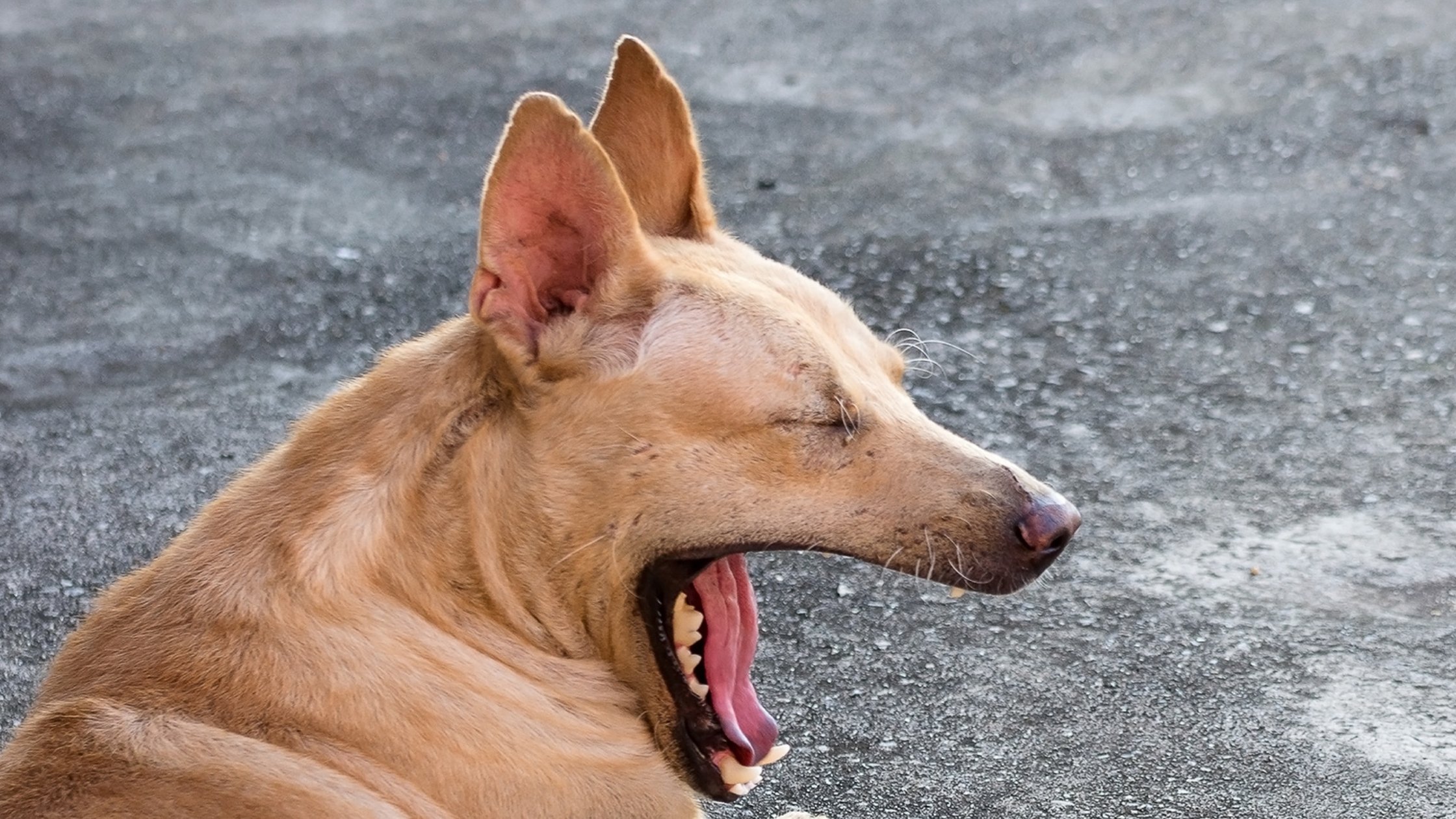 Dog Anxiety Disorder - 15 Signs to Recognize - AnxiousCanine.com