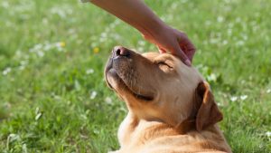 Are dogs ticklish - dog being tickled on the head