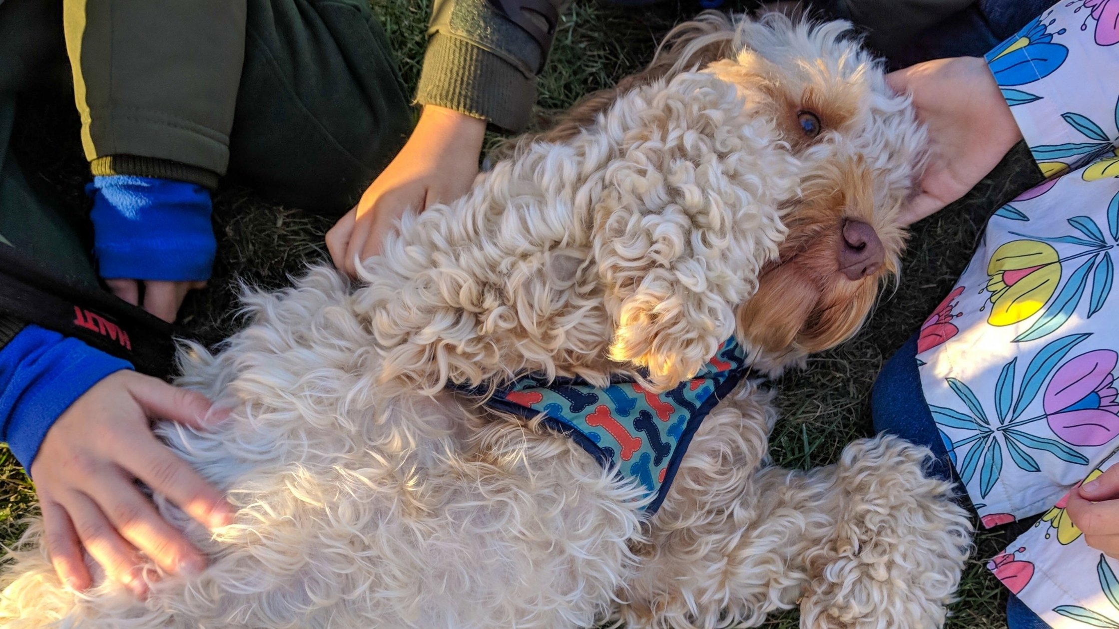 Are Dogs Ticklish? - how to Tell if Dogs Are Ticklish - AnxiousCanine.com