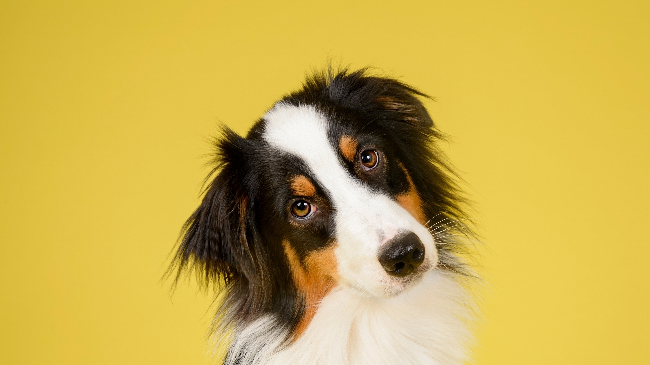aussie dog nail clippers