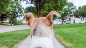 Floppy eared dogs - dog from behind