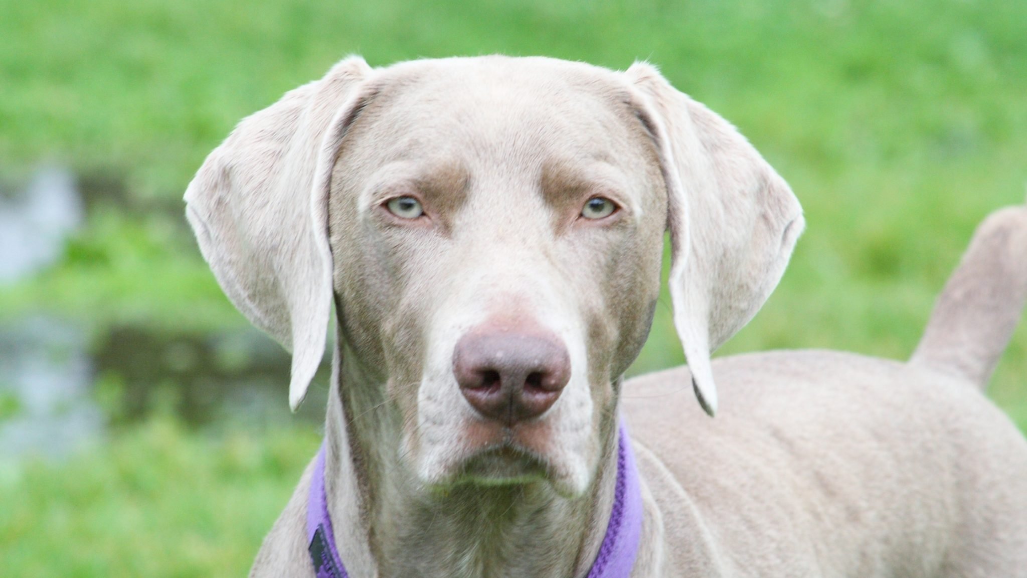 Floppy Eared Dogs A Guide to the top 14 Breeds