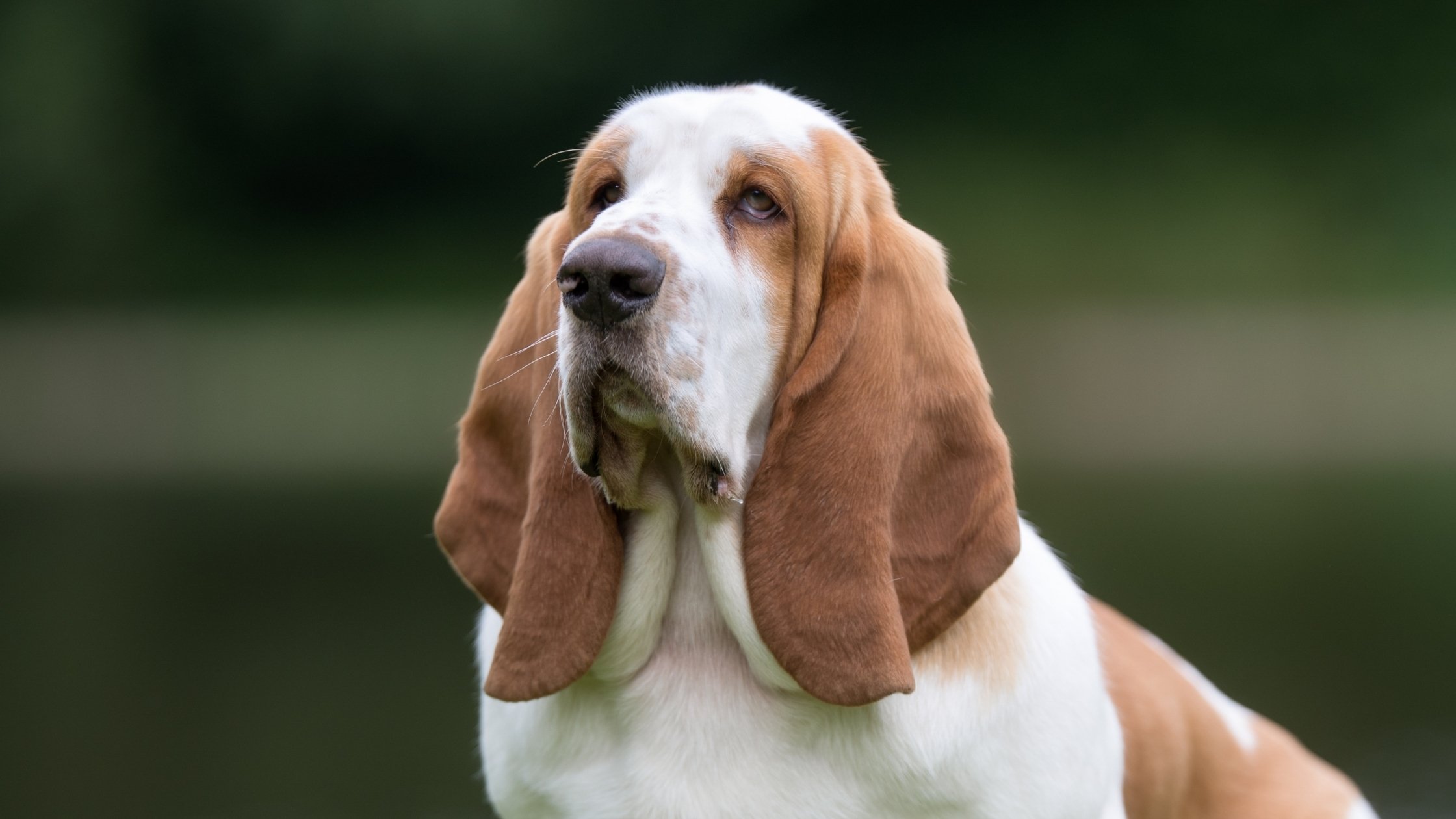 Dog Breeds By Ears At Larry Hinojosa Blog