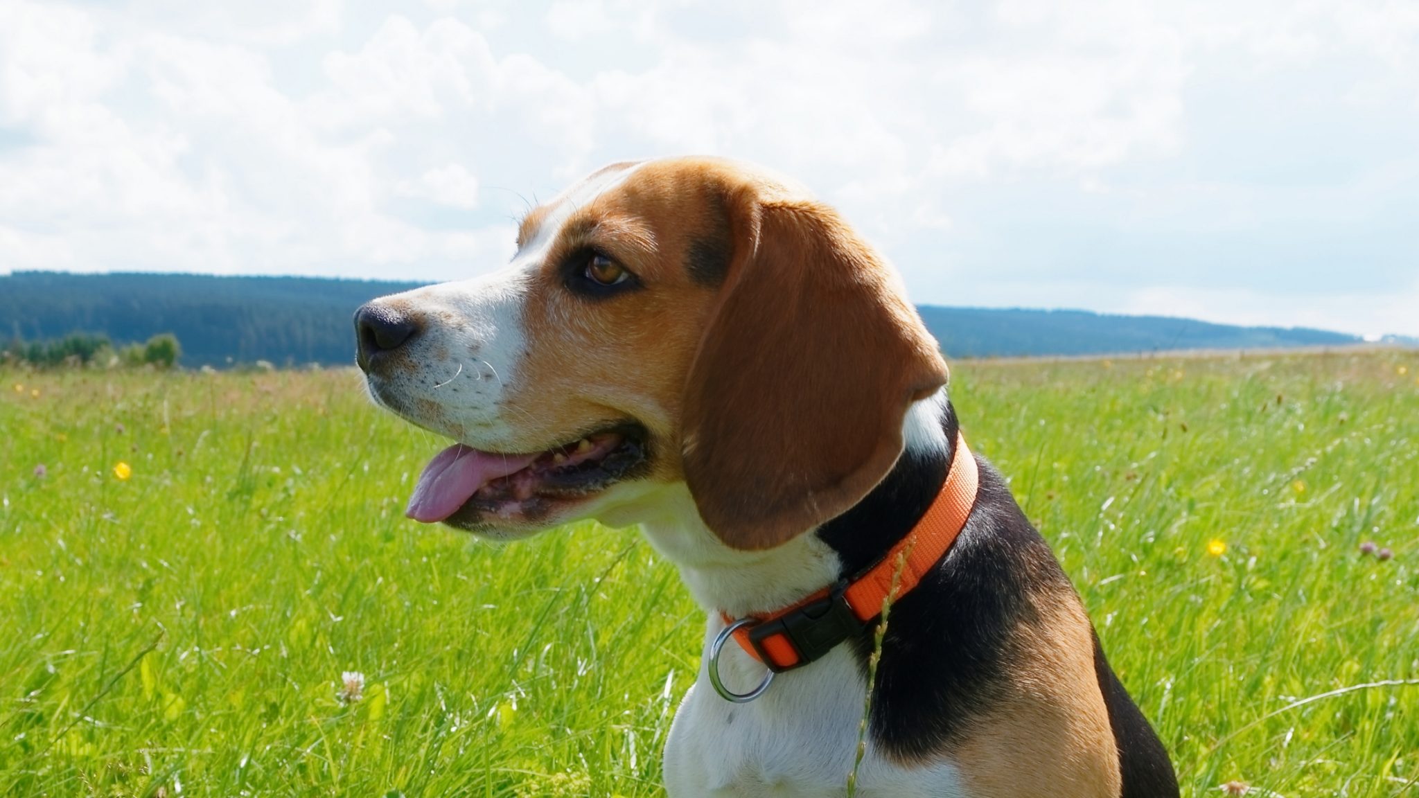 Floppy Eared Dogs A Guide to the top 14 Breeds