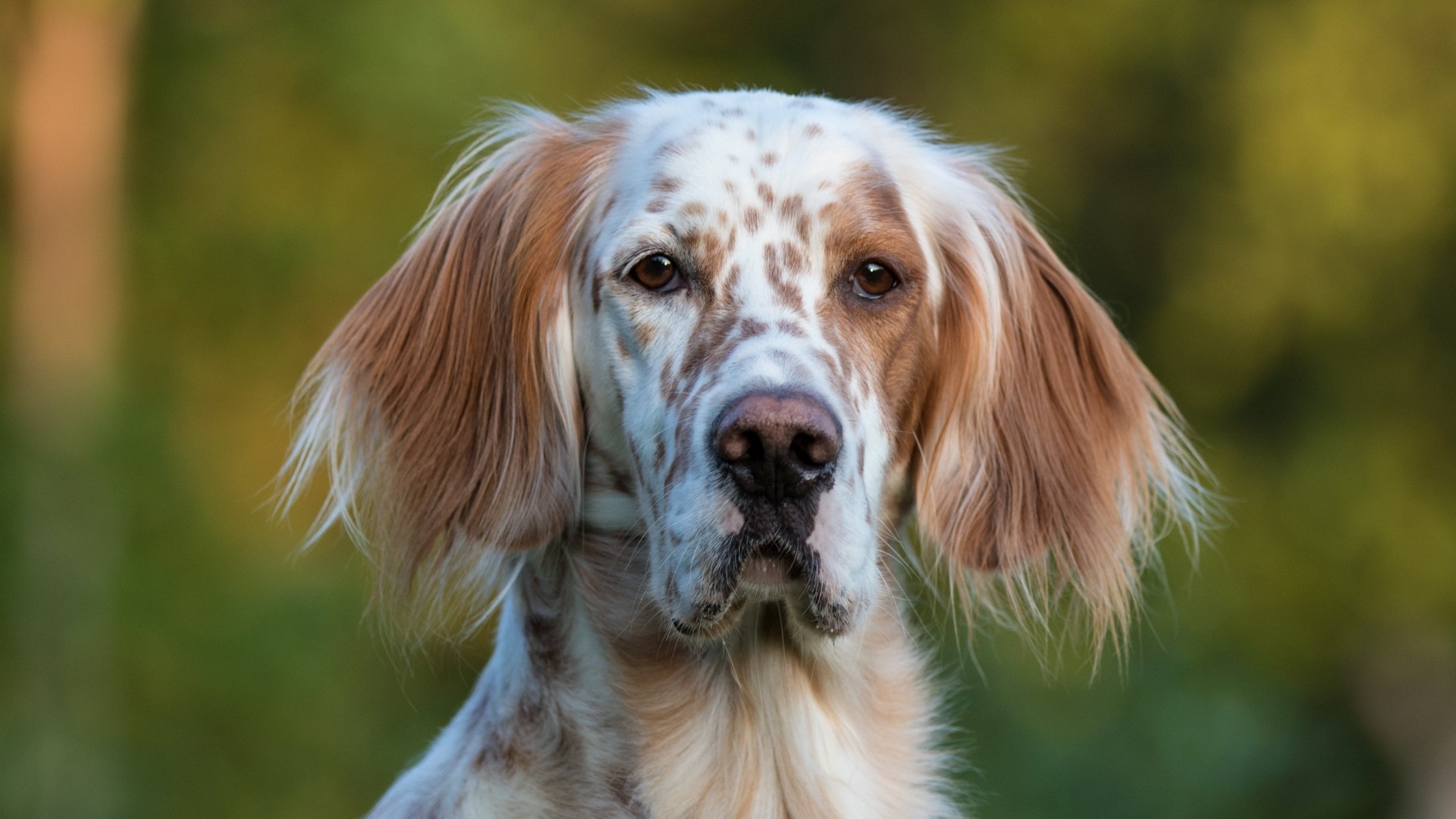 Floppy Eared Dogs A Guide to the top 14 Breeds