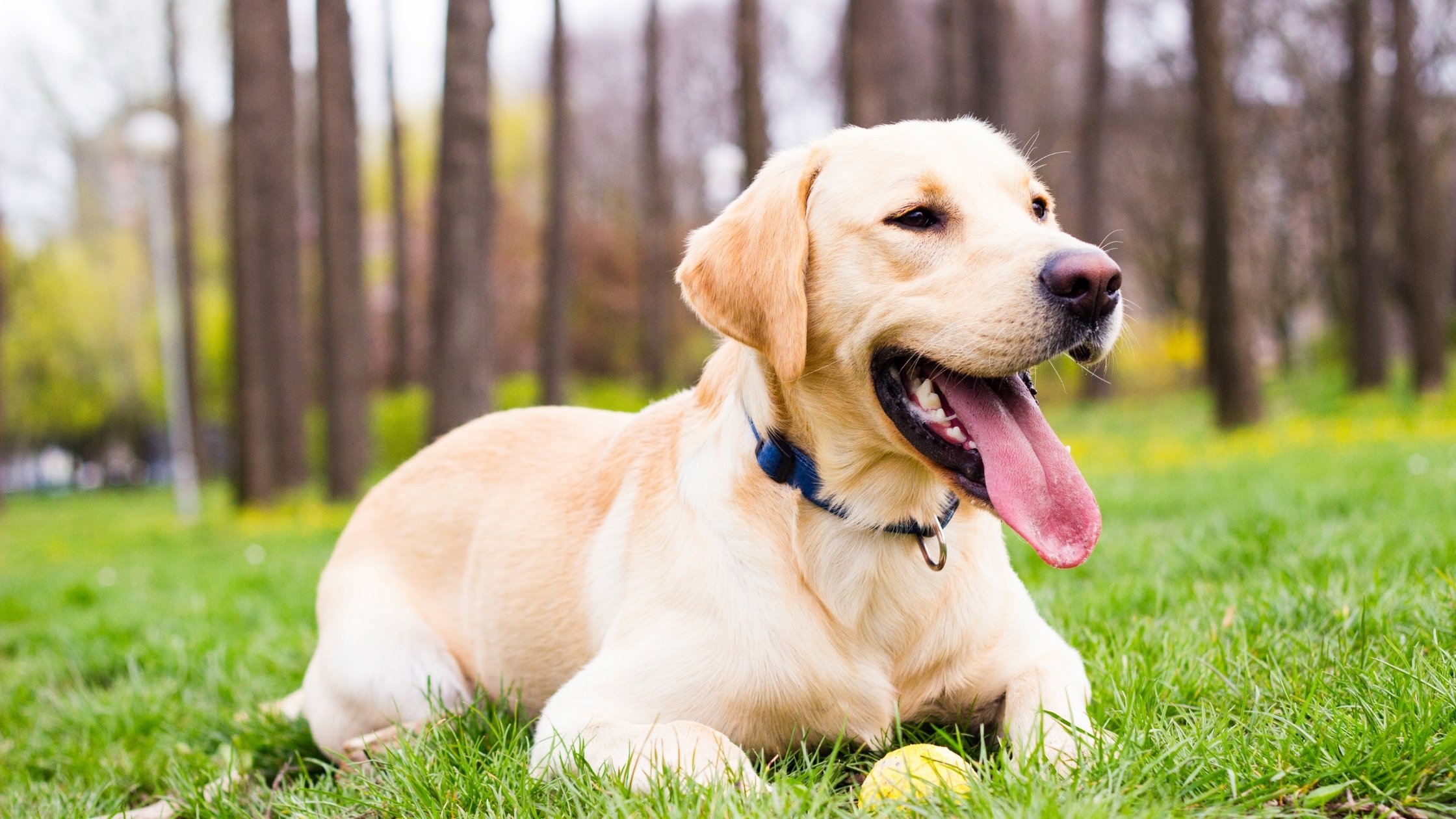 Natural Antibiotics for Dogs The Top 6 Alternatives