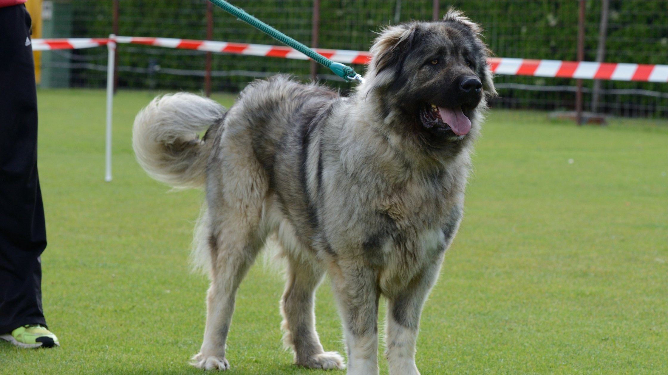Russian Bear Dog One of Nature's Special Breeds