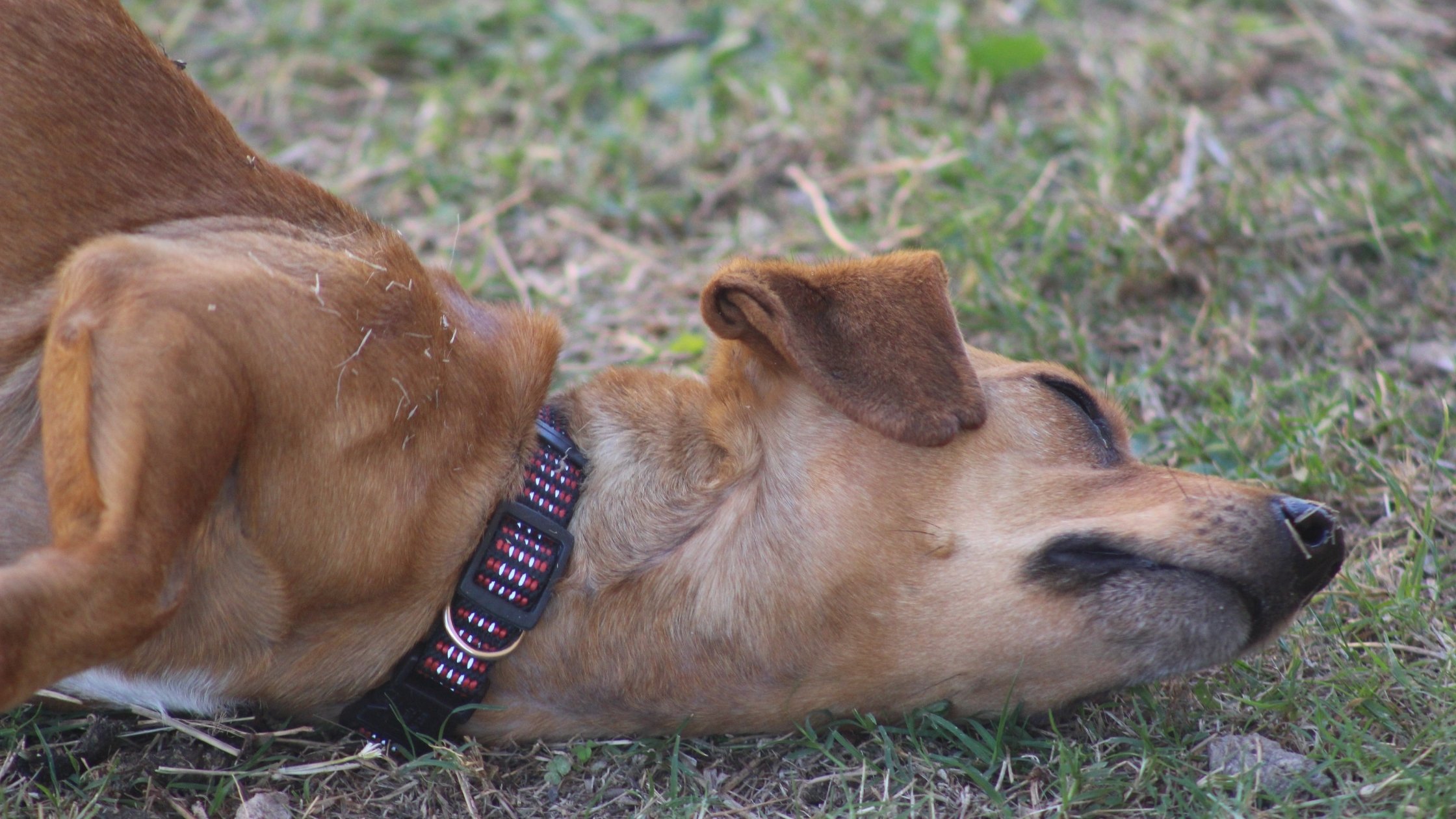 Why Do Dogs Roll in the Grass? Things to Know