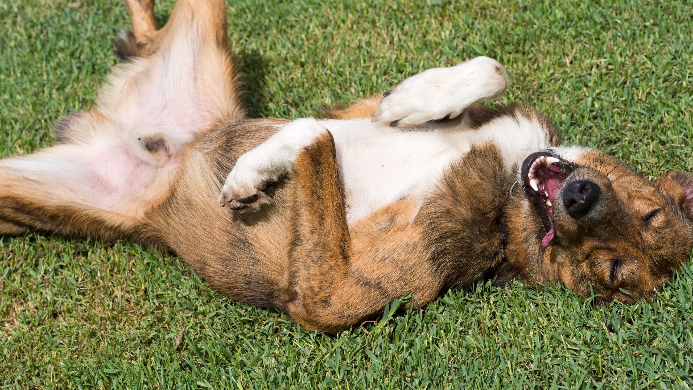 Snapshot of The Physical And Mental Effects Of Grass Rolling On Anxious Dogs