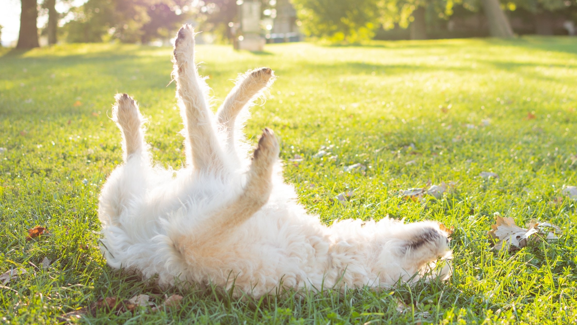 Why Do Dogs Roll in the Grass? Things to Know