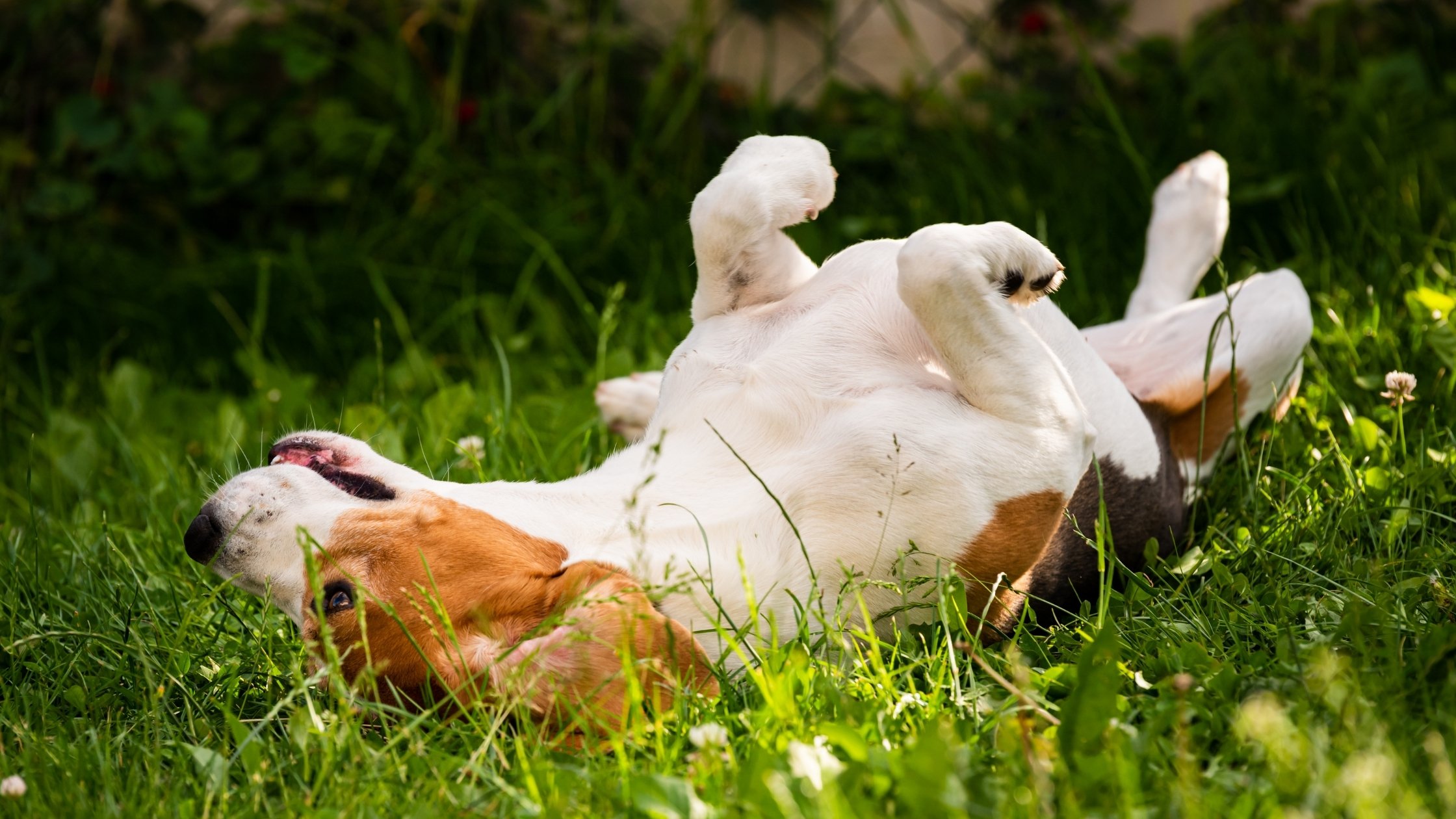 Why Do Dogs Roll in the Grass? Things to Know