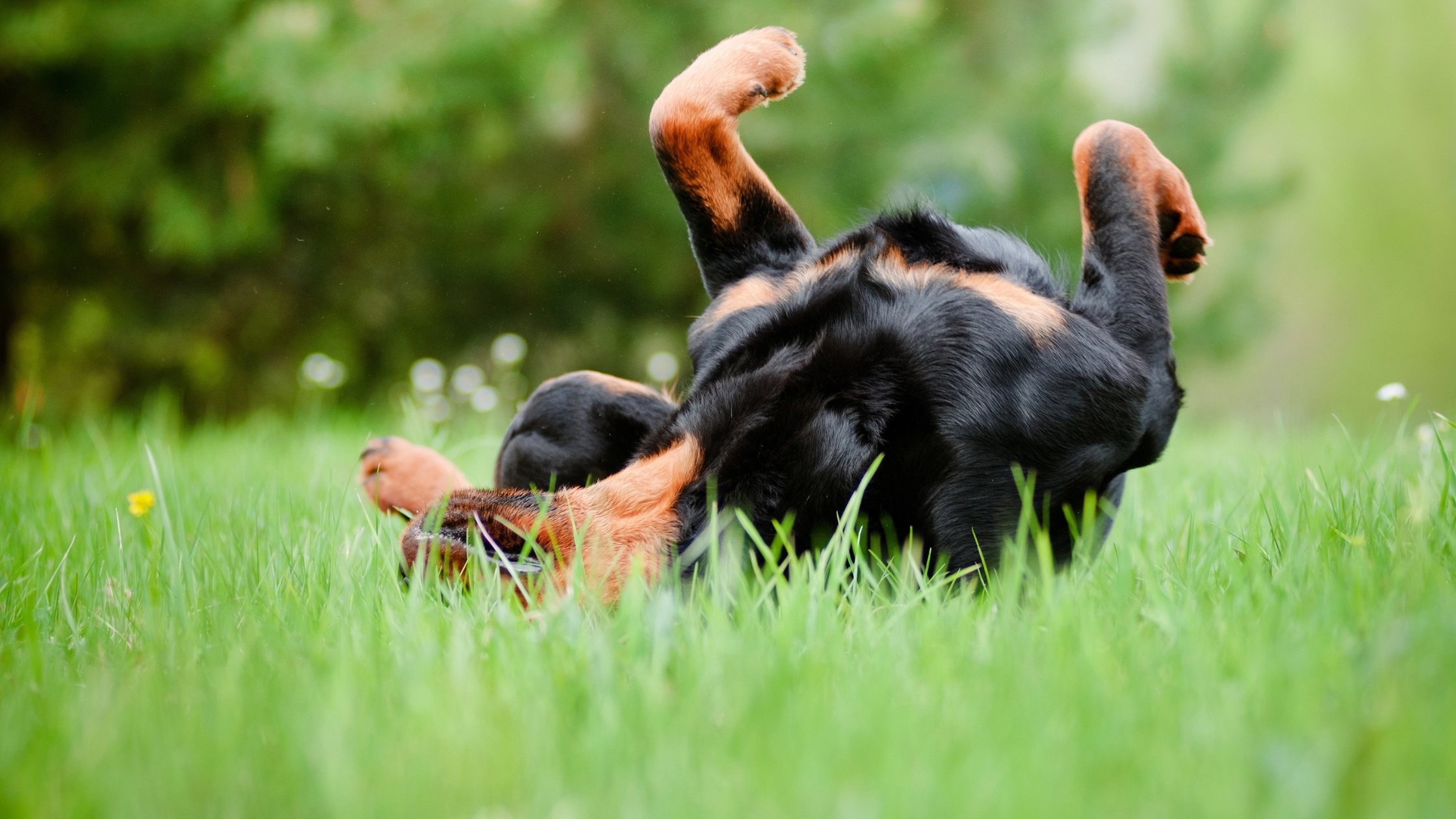 Why Do Dogs Roll in the Grass? Things to Know