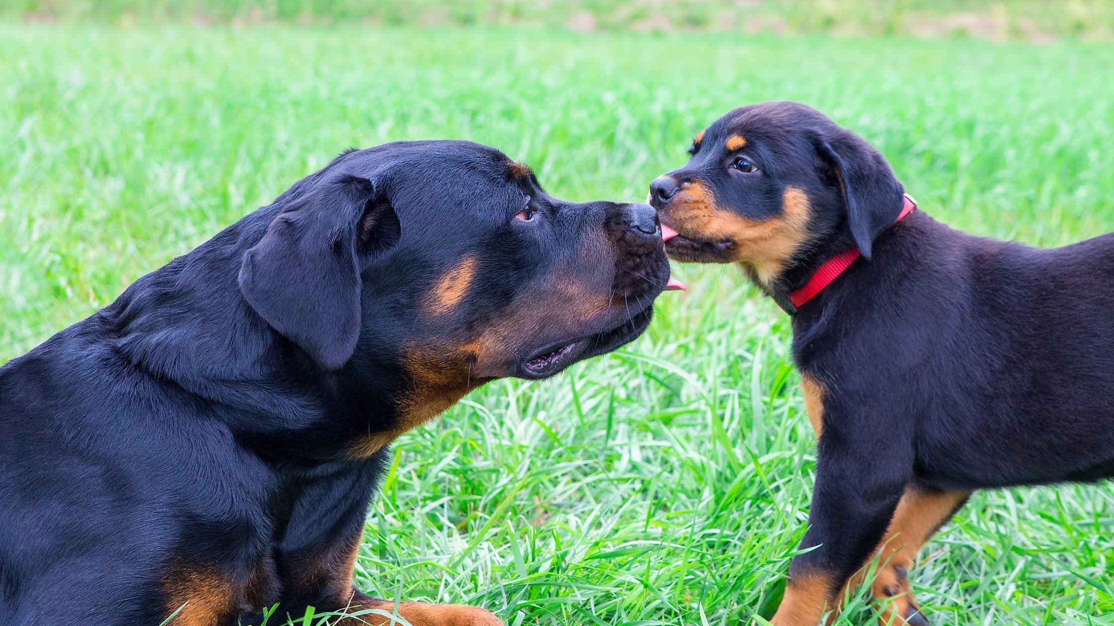 When Do Dogs Stop Growing The Growth Of A Dog AnxiousCanine