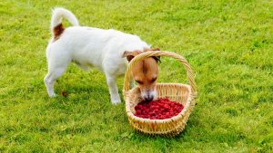 dog eating raspberries from a basket