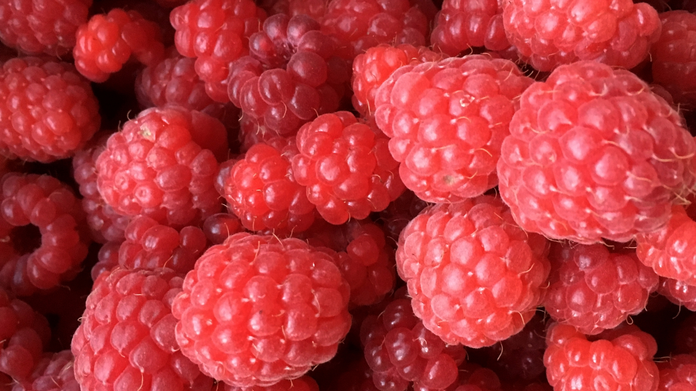 Can dogs eat raspberries? Benefits & Likely Risks
