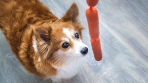 can dogs eat sausage