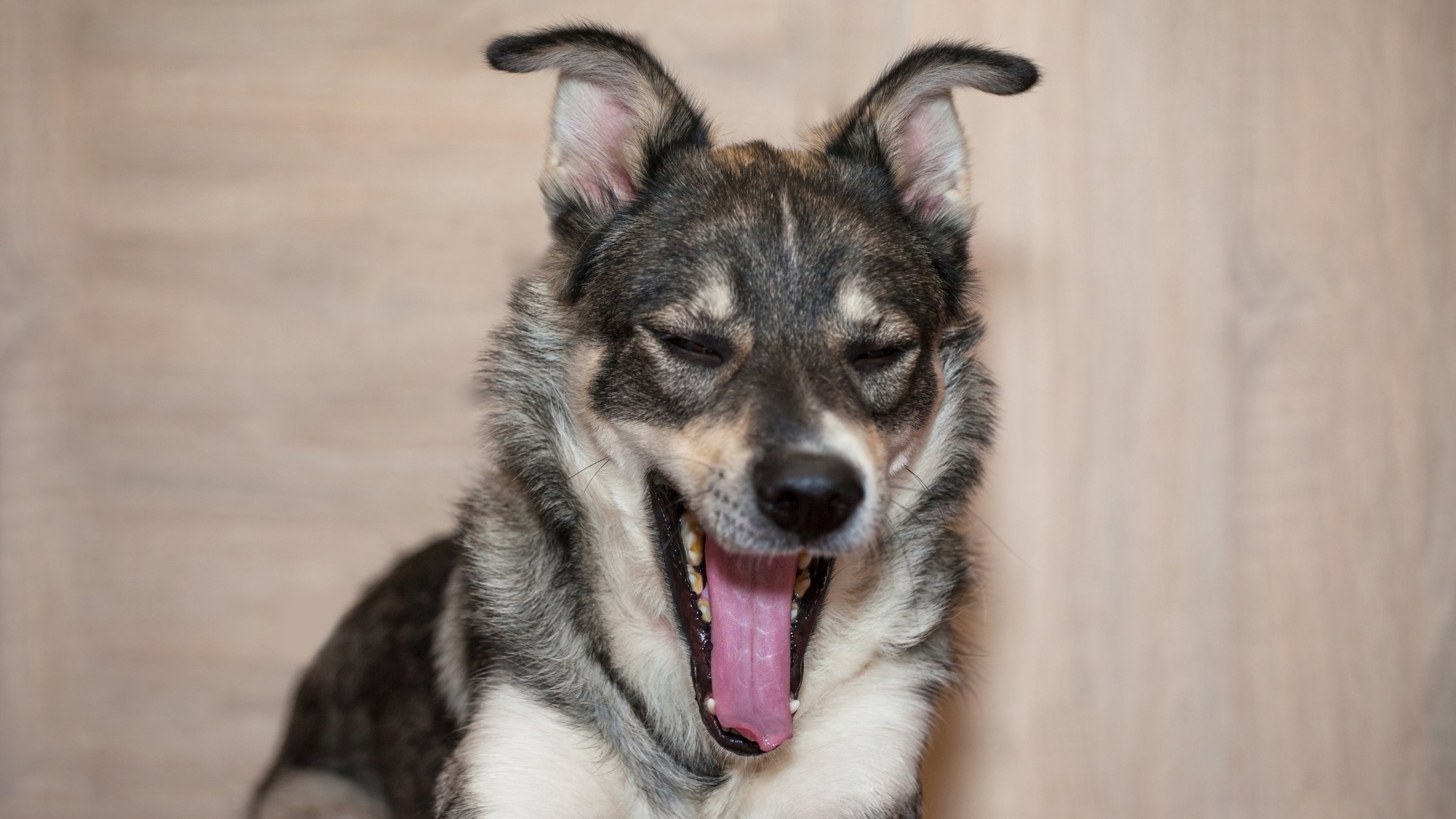 Can Dogs Get Hiccups? Causes and ways to Stop it