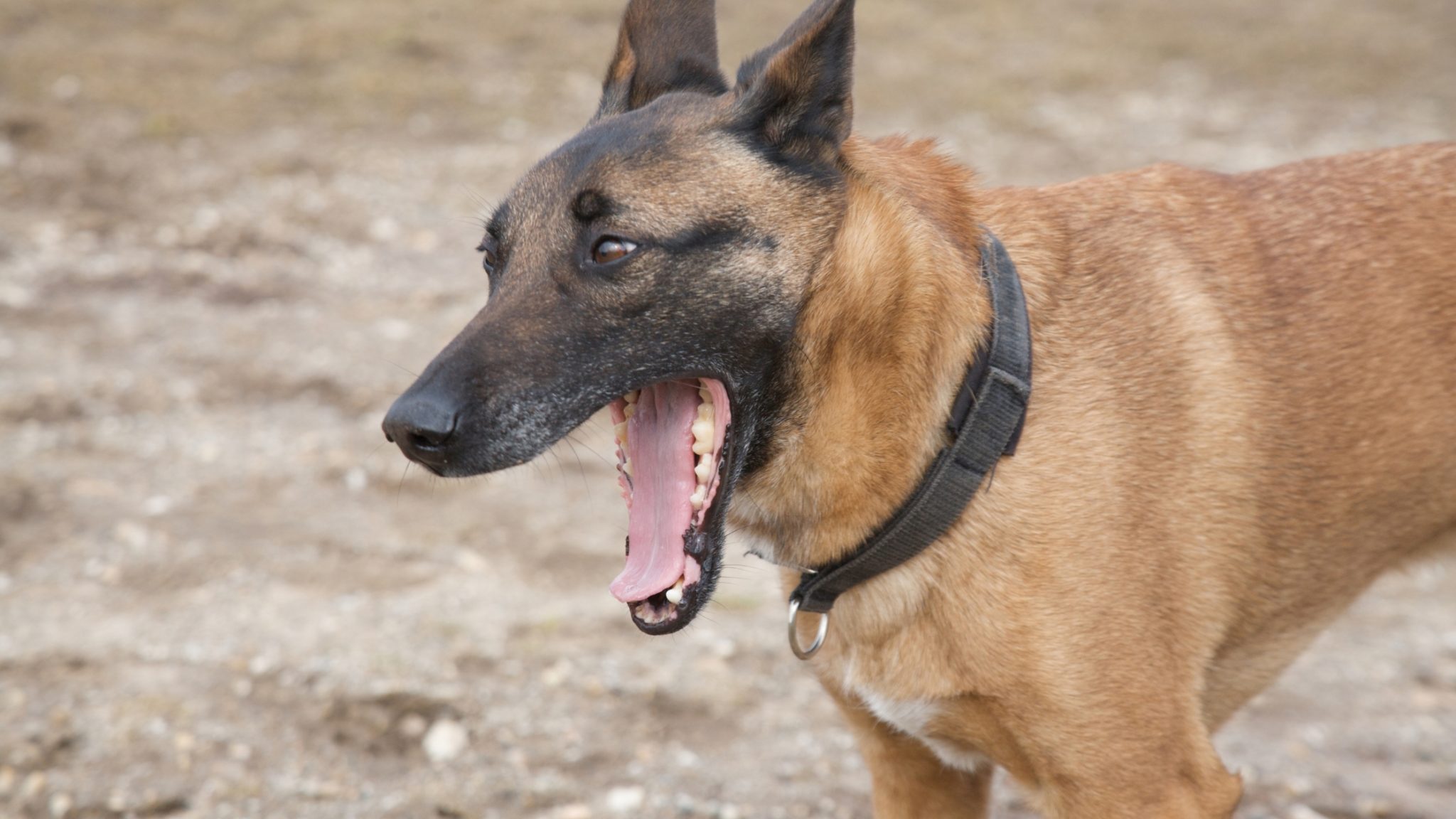 Can Dogs Get Hiccups? Causes and ways to Stop it