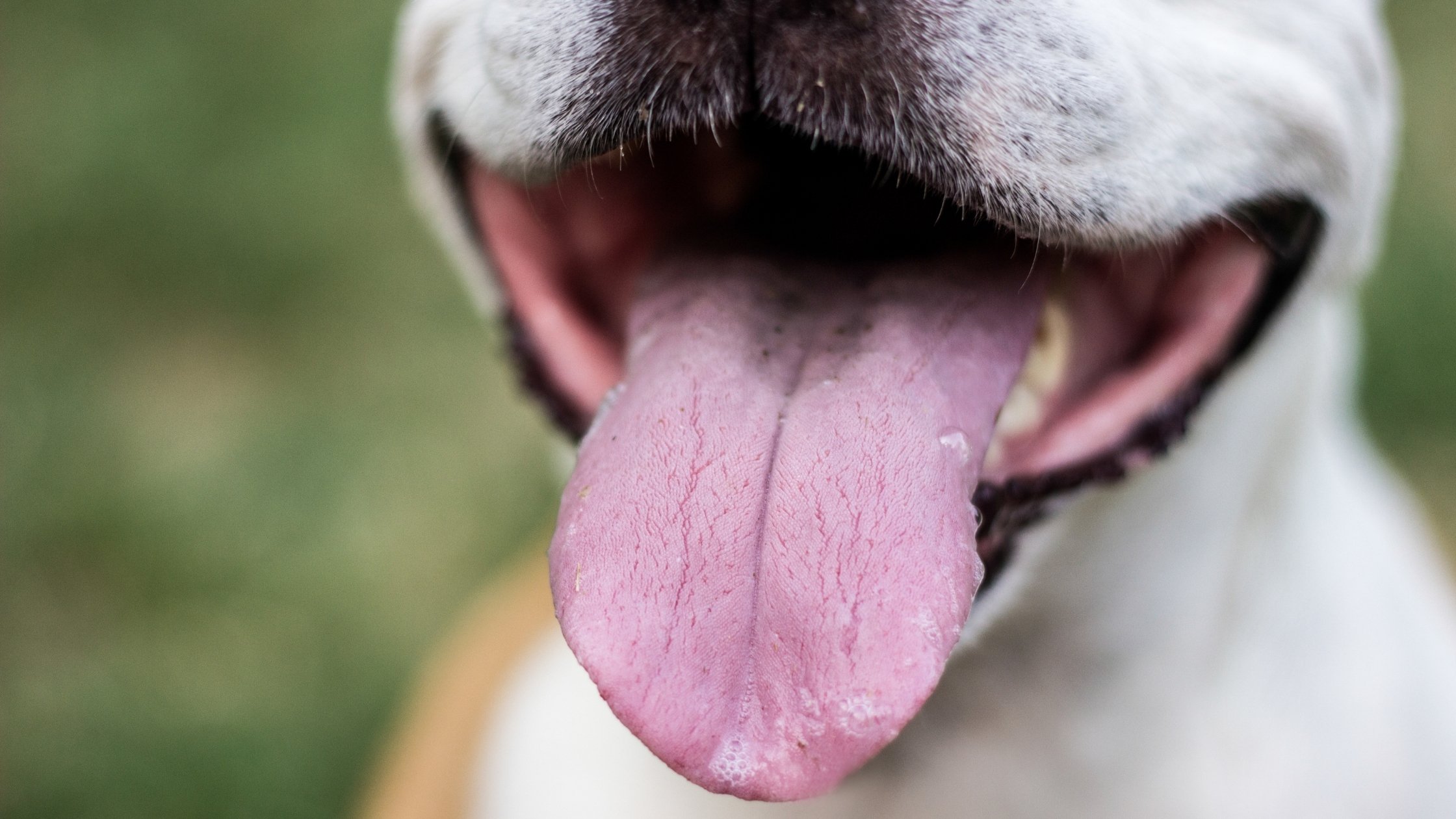 Can Dogs Get Hiccups? Causes and ways to Stop it