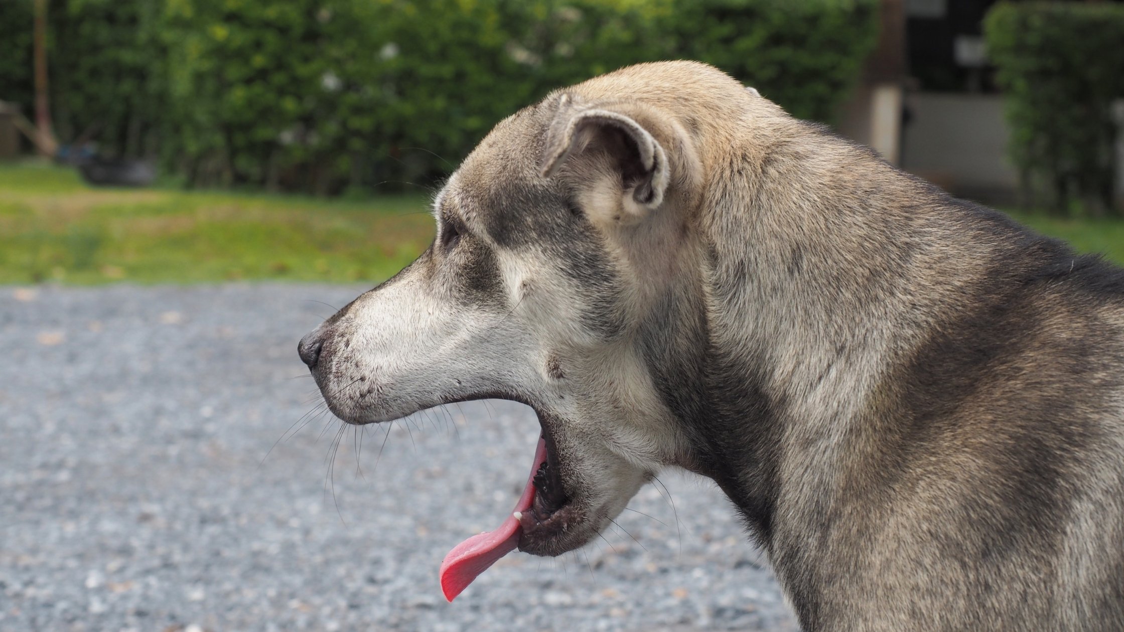 Can Dogs Get Hiccups? Causes and ways to Stop it