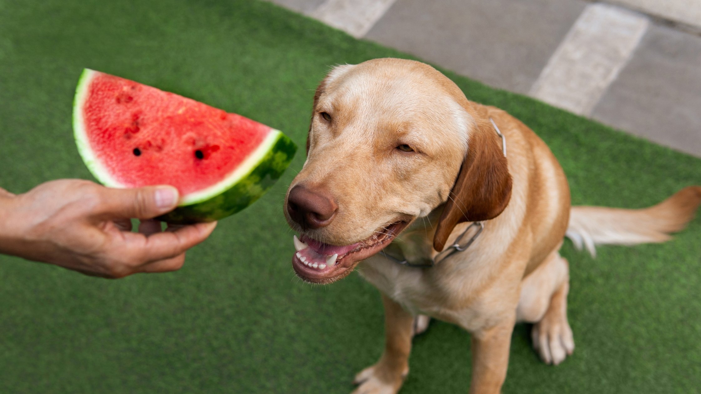 Can Dogs Eat Watermelon?