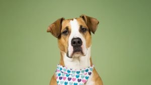 CAN DOGS EAT OLIVES? - dog on an olive background