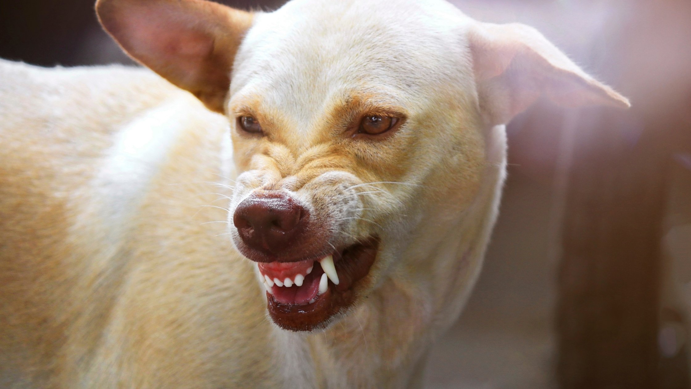 What is a Dog Panic Attack? Signs and ways to help