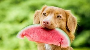 can dogs eat Watermelon? - dog with watermelon in mouth