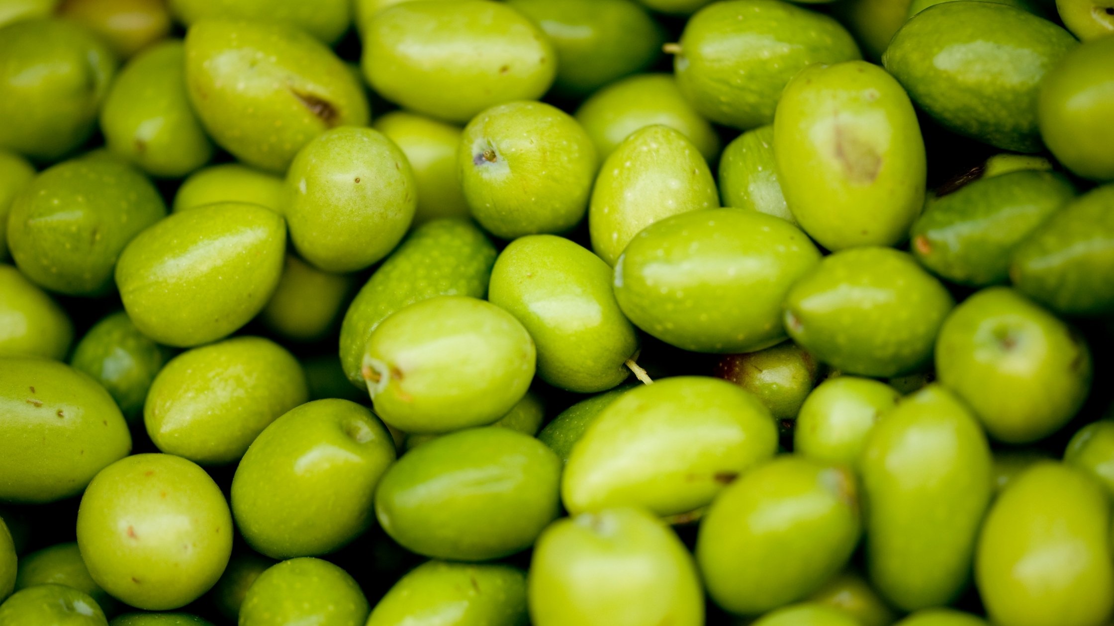 Can Dogs Eat Olives? Health Benefits and Risks