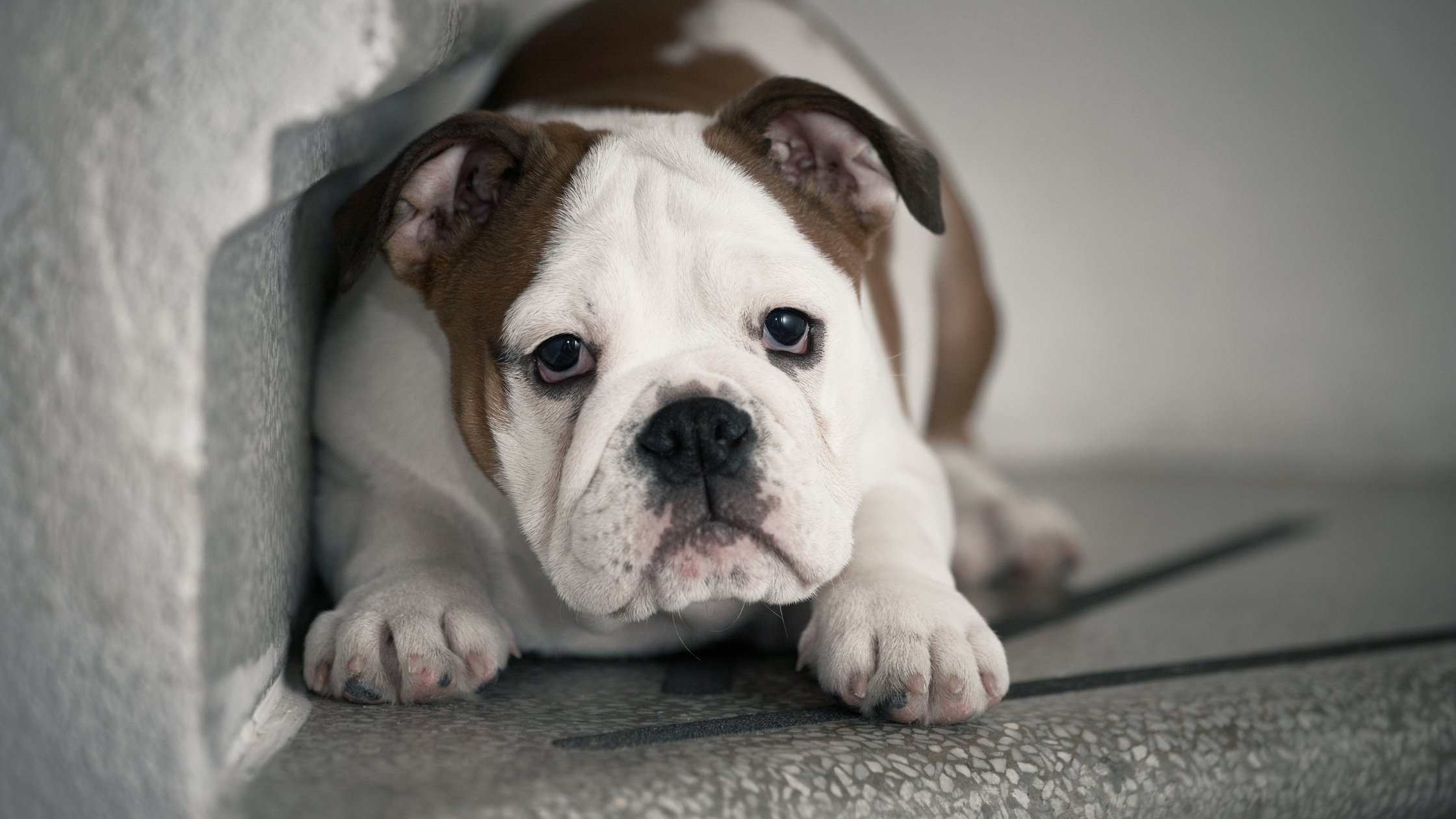 What is a Dog Panic Attack? Signs and ways to help