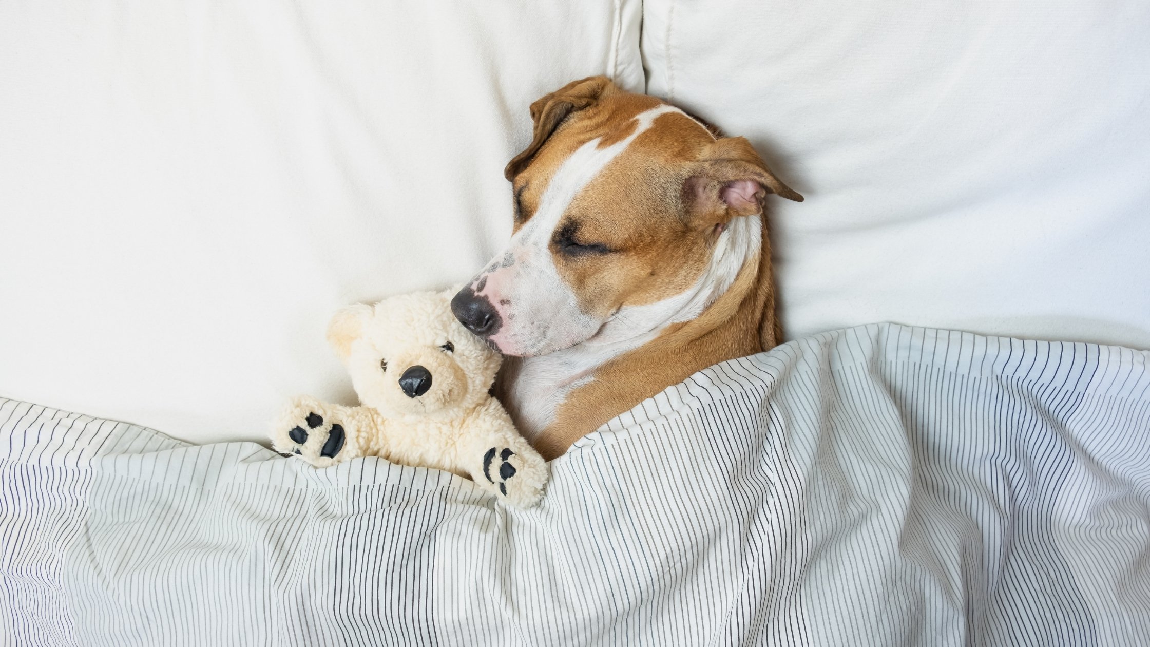 why-do-dogs-snore-what-you-need-to-know-anxiouscanine