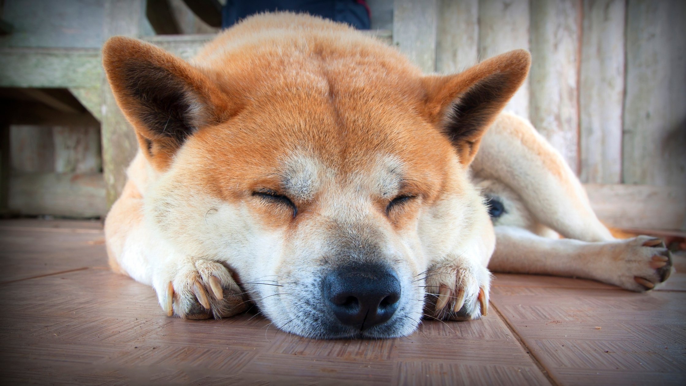 Why Do Dogs Snore? What You Need to Know