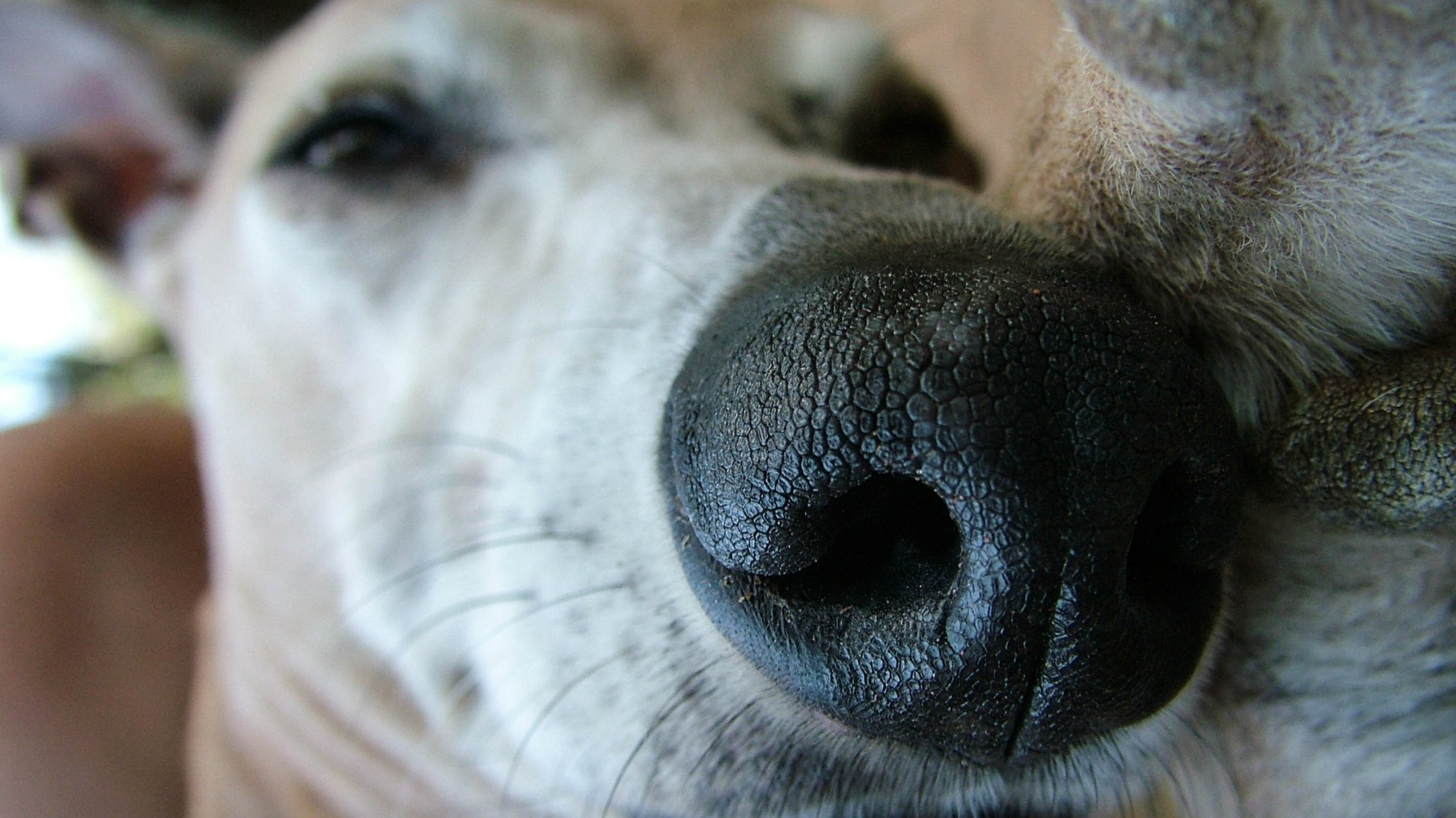 Why Do Dogs Snore? What You Need to Know