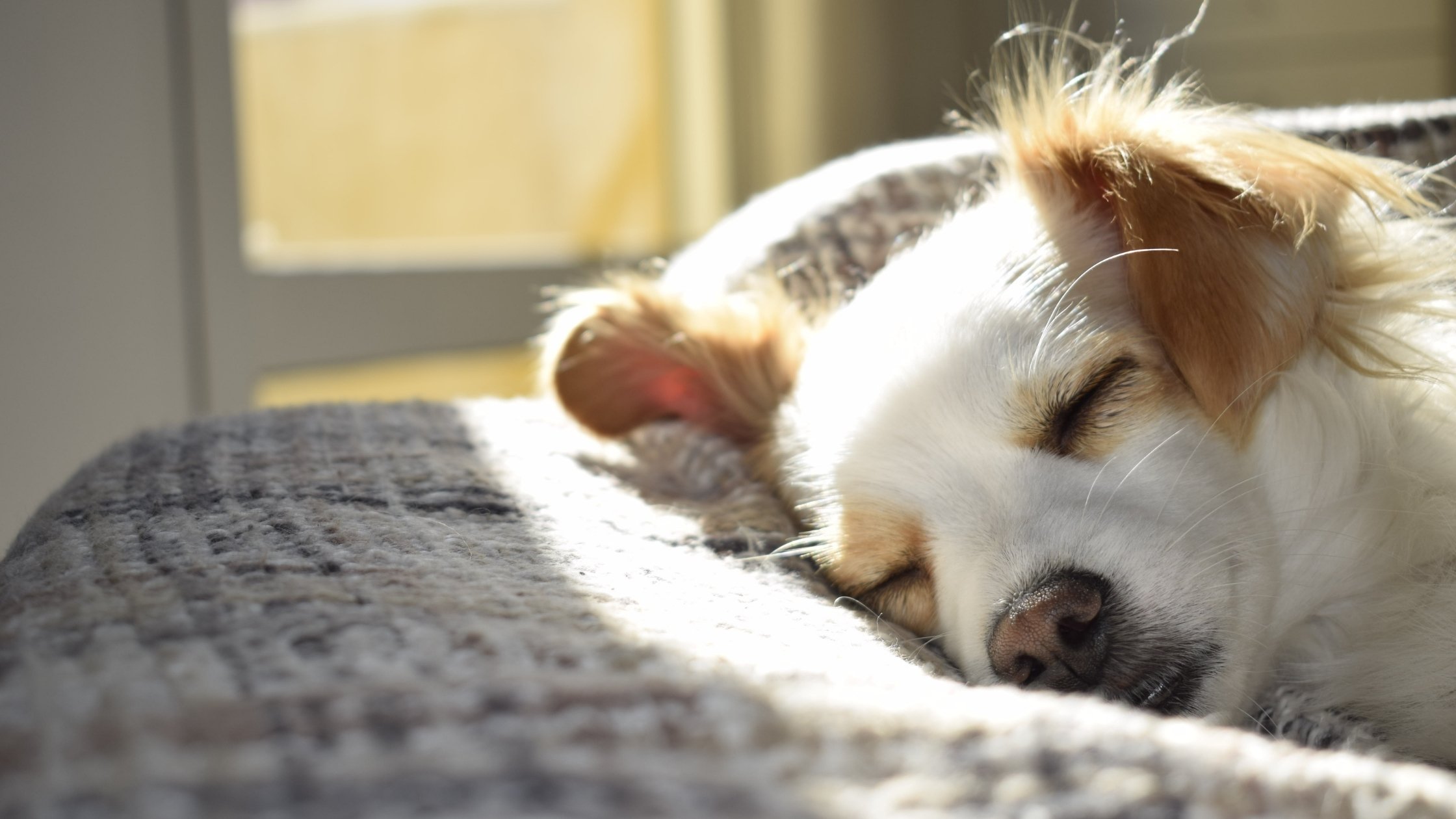 Why Do Dogs Snore? What You Need to Know