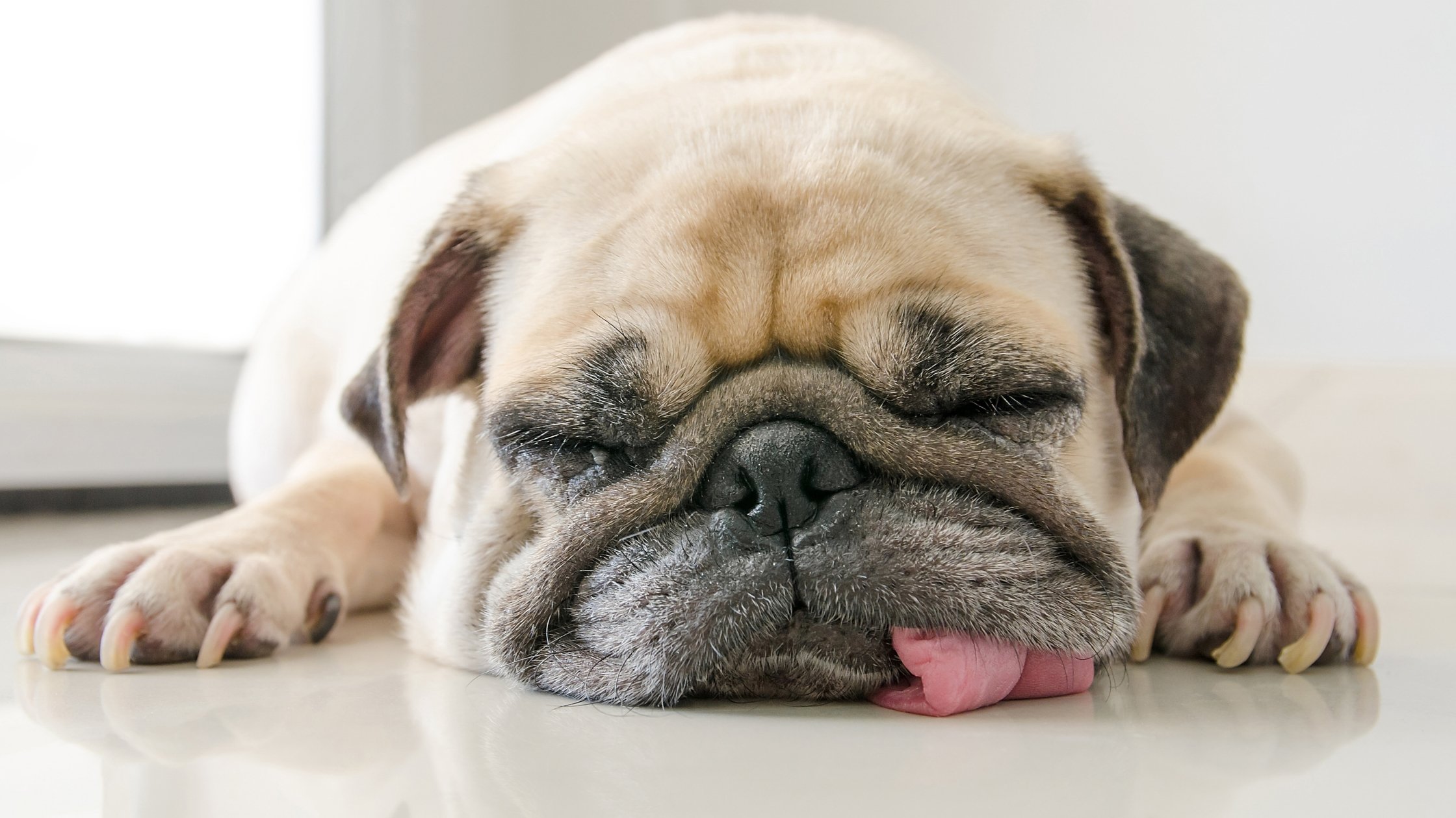 Why Do Dogs Snore? What You Need to Know