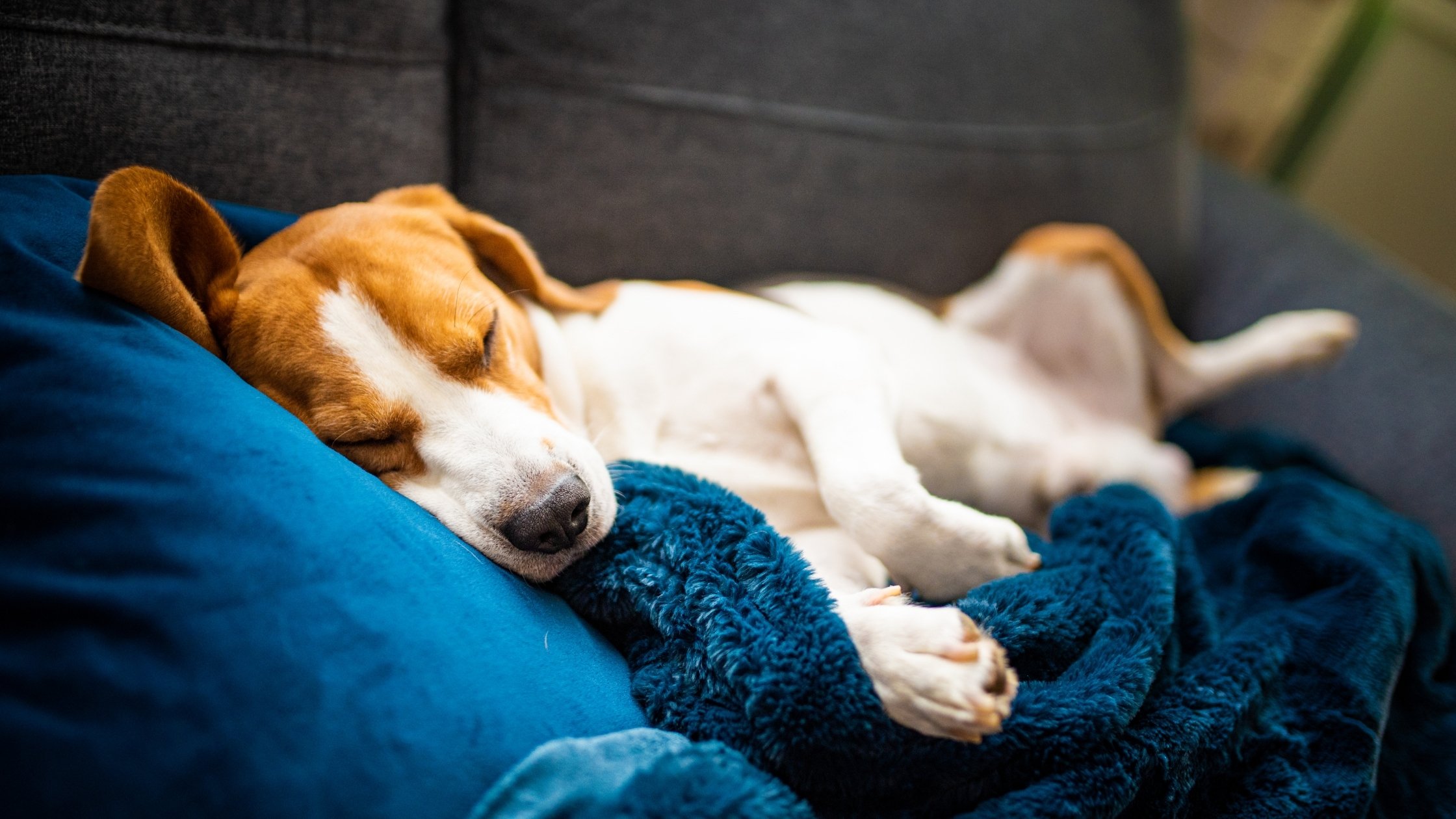 Why Do Dogs Snore? What You Need to Know