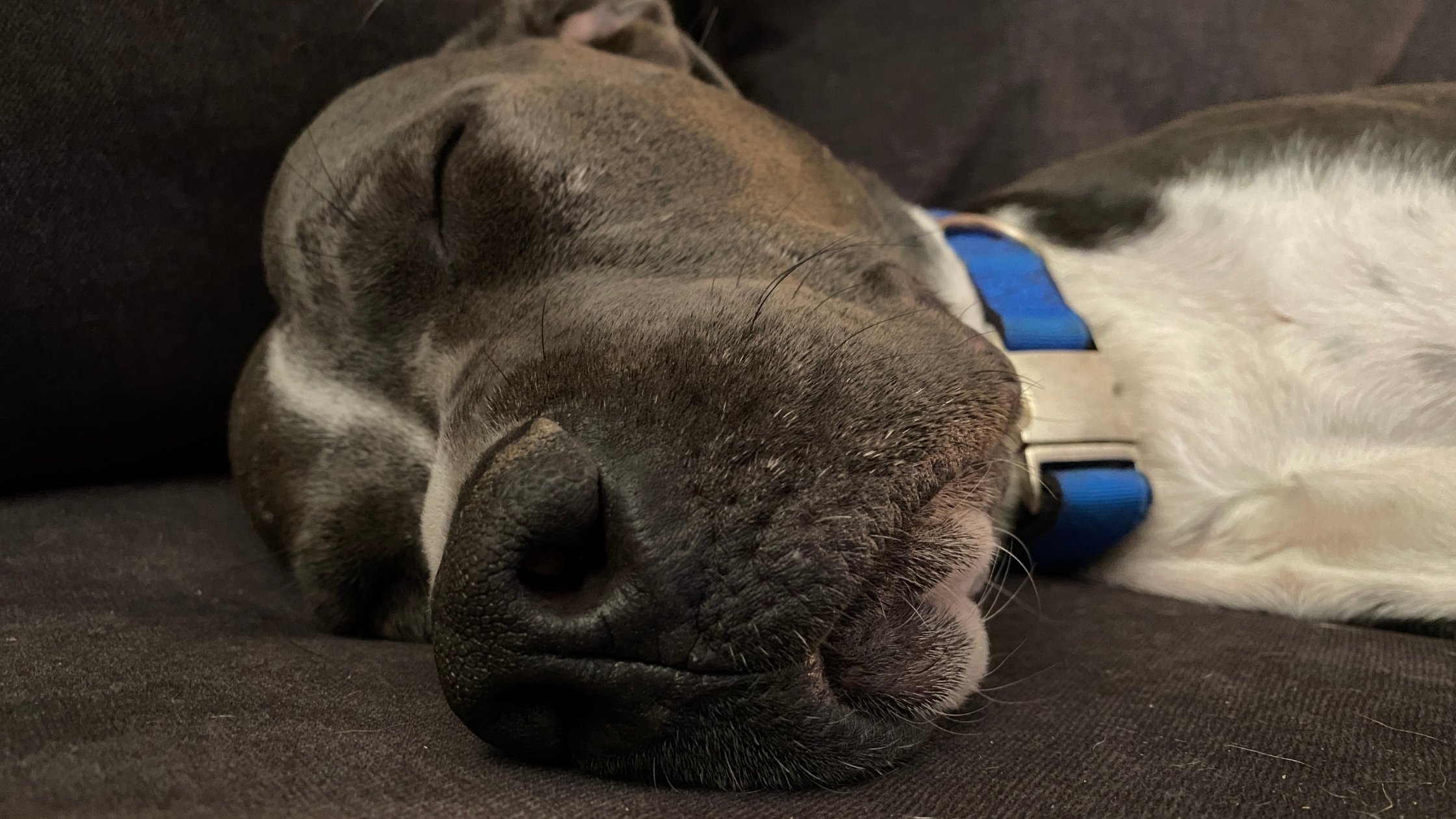 Why Do Dogs Snore? What You Need to Know