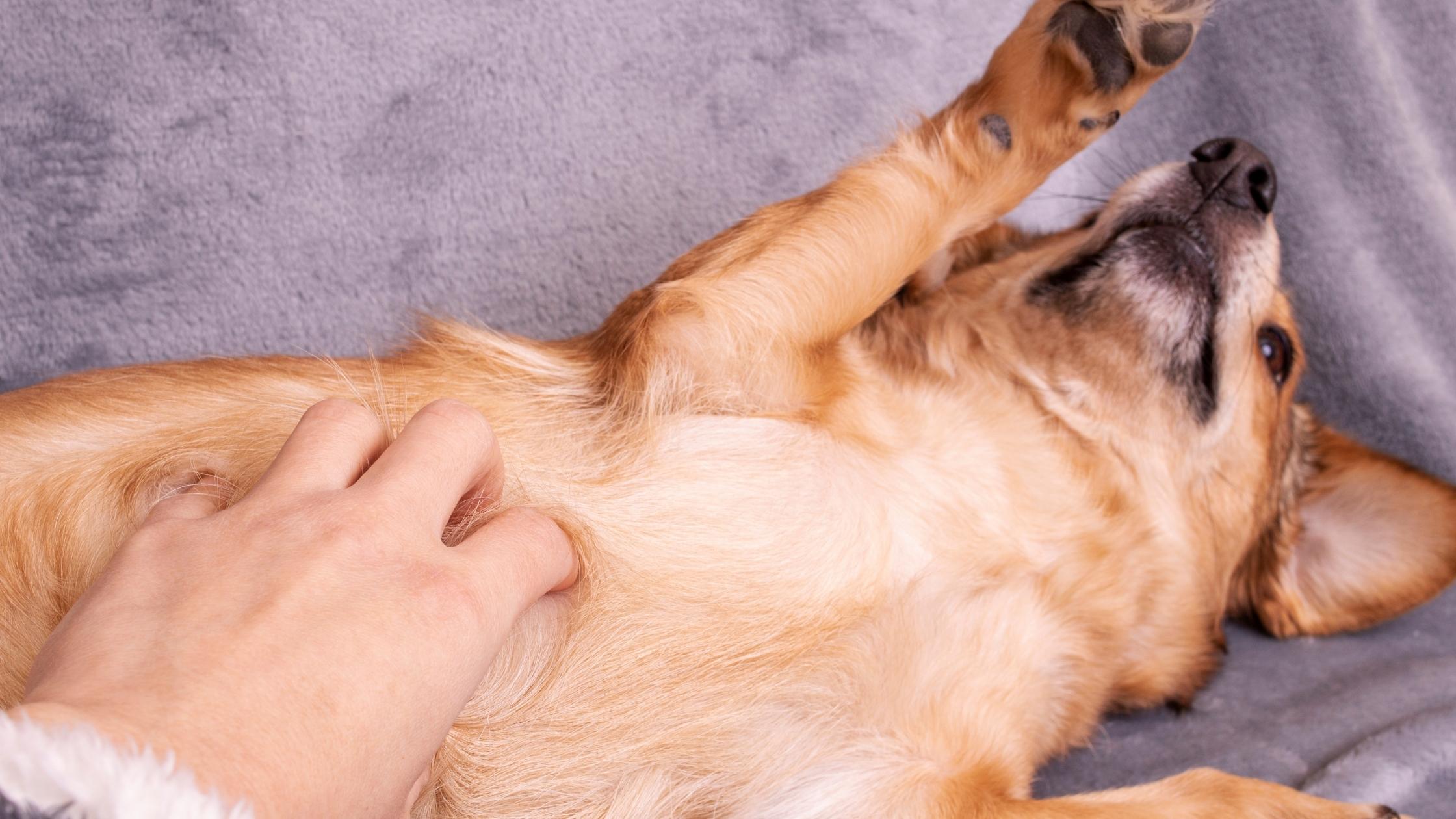 Do Dogs Have Belly Buttons & Why?