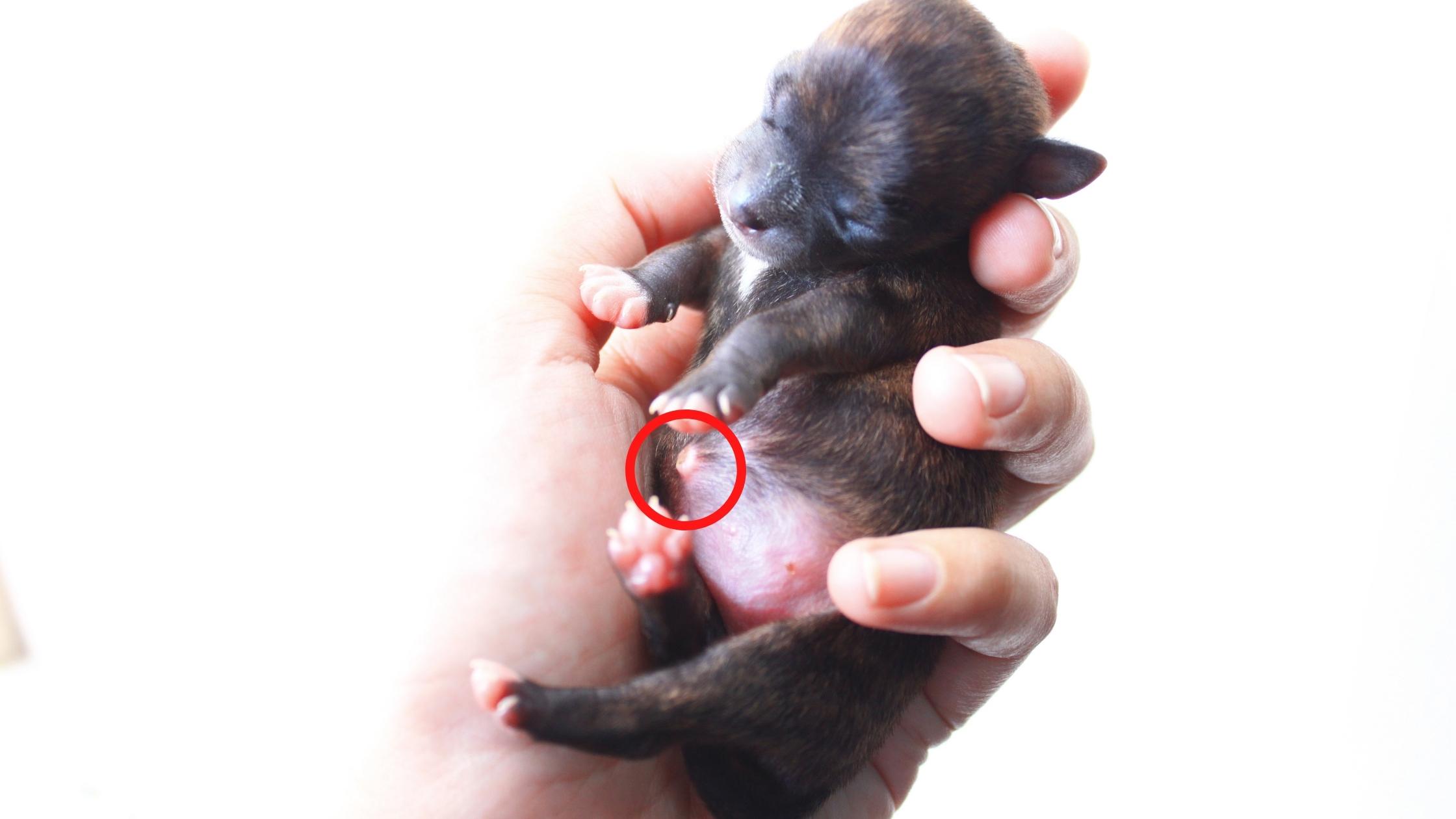 Do Dogs Have Belly Buttons & Why?