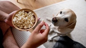dog waiting for some popcorn