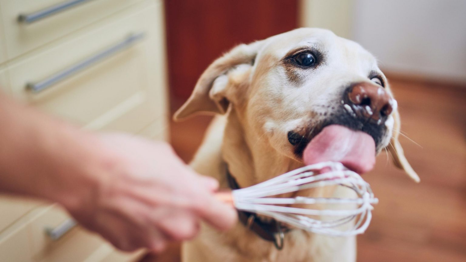 Can Dogs Eat Grits, And Are They Safe?