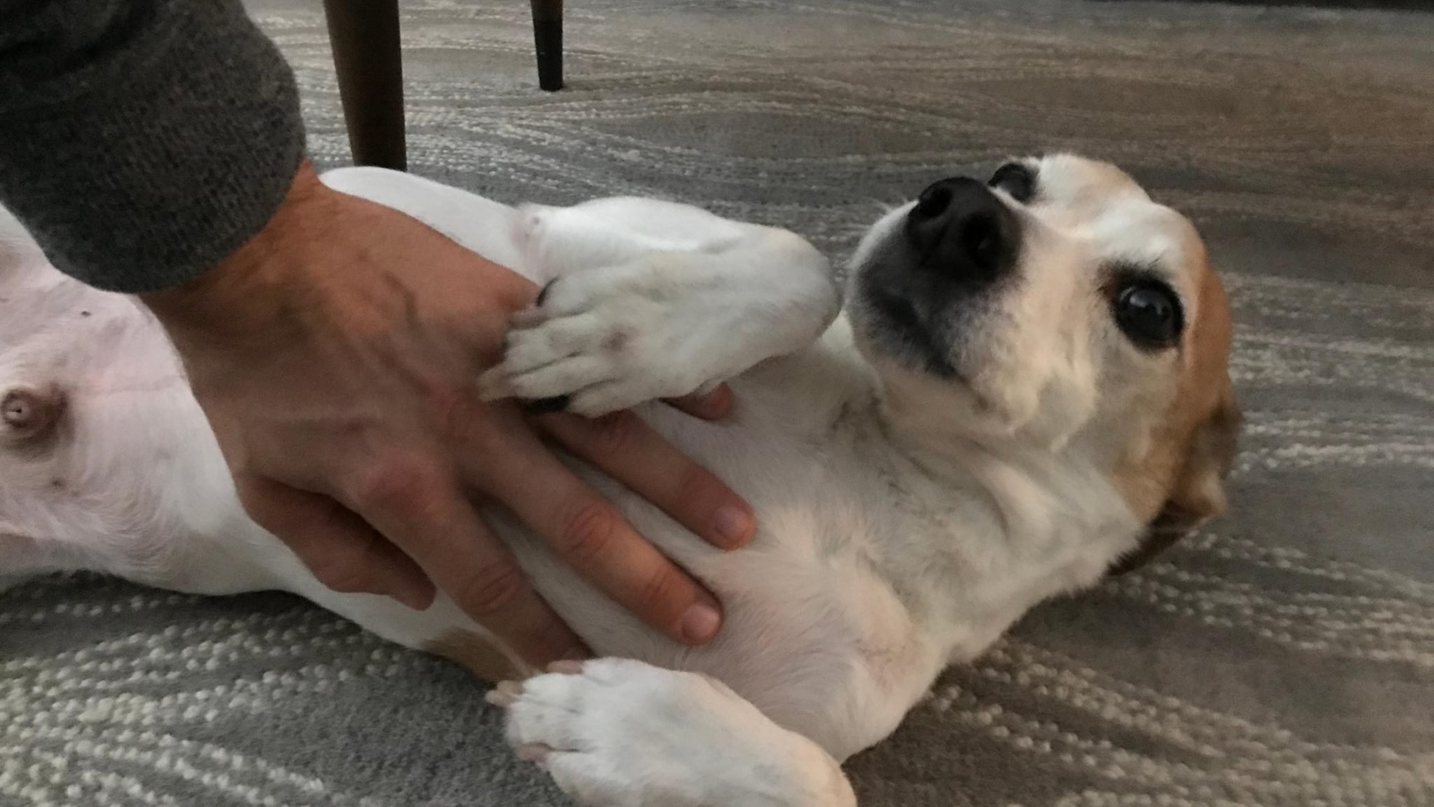 My Dog's Stomach is Gurgling Very Loudly