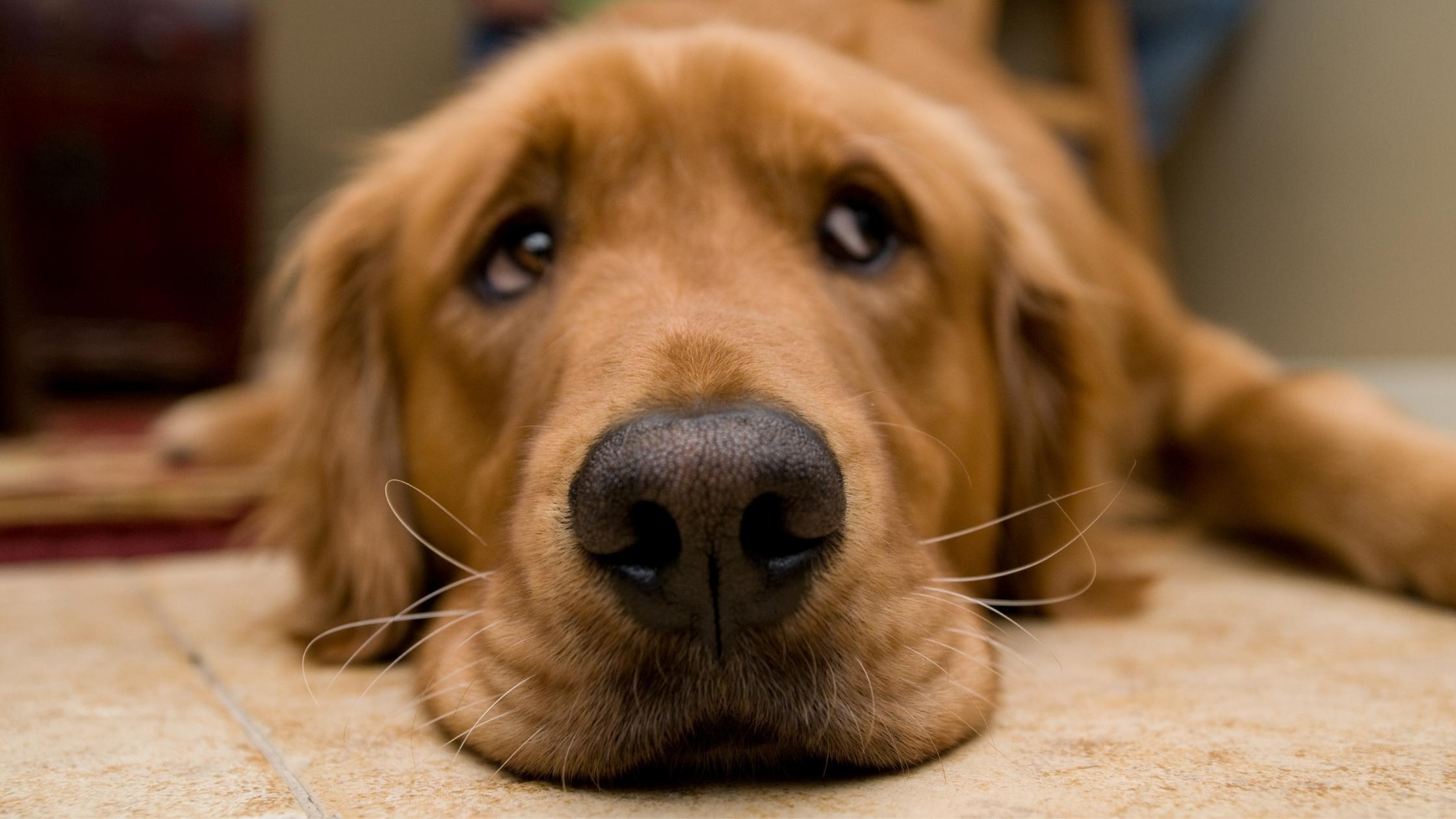 My Dog's Stomach is Gurgling Very Loudly