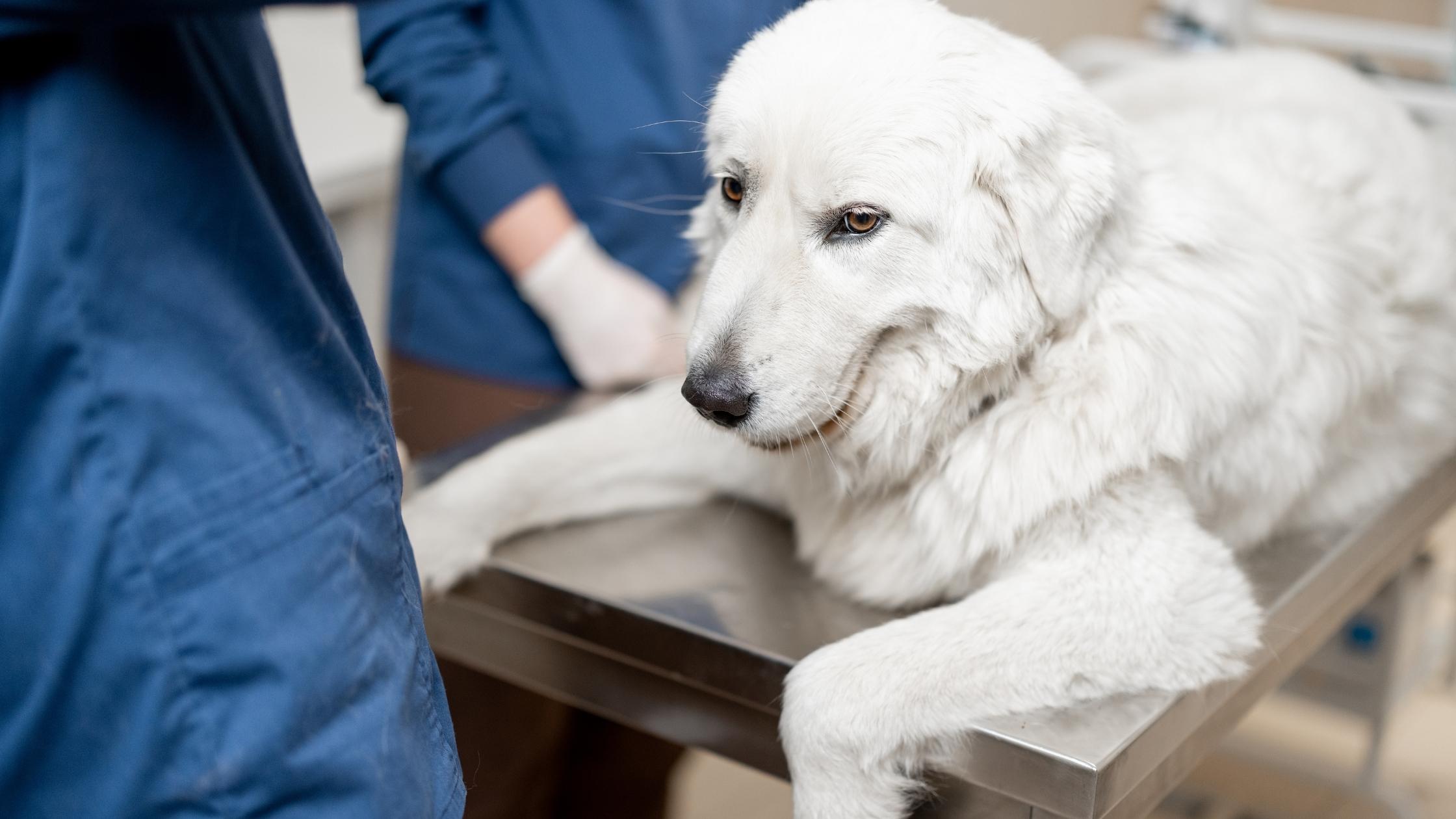 My Dog's Stomach is Gurgling Very Loudly