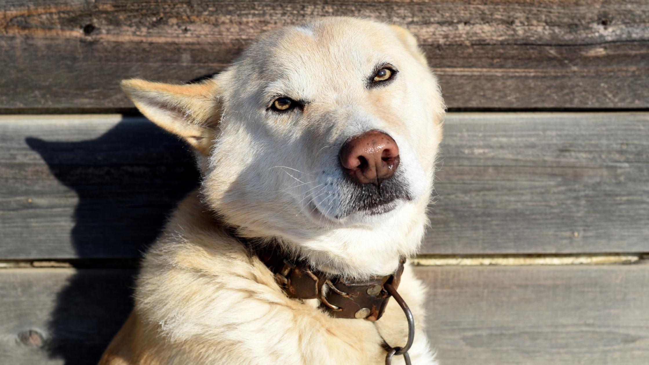 What is a Dog Panic Attack? Signs and ways to help