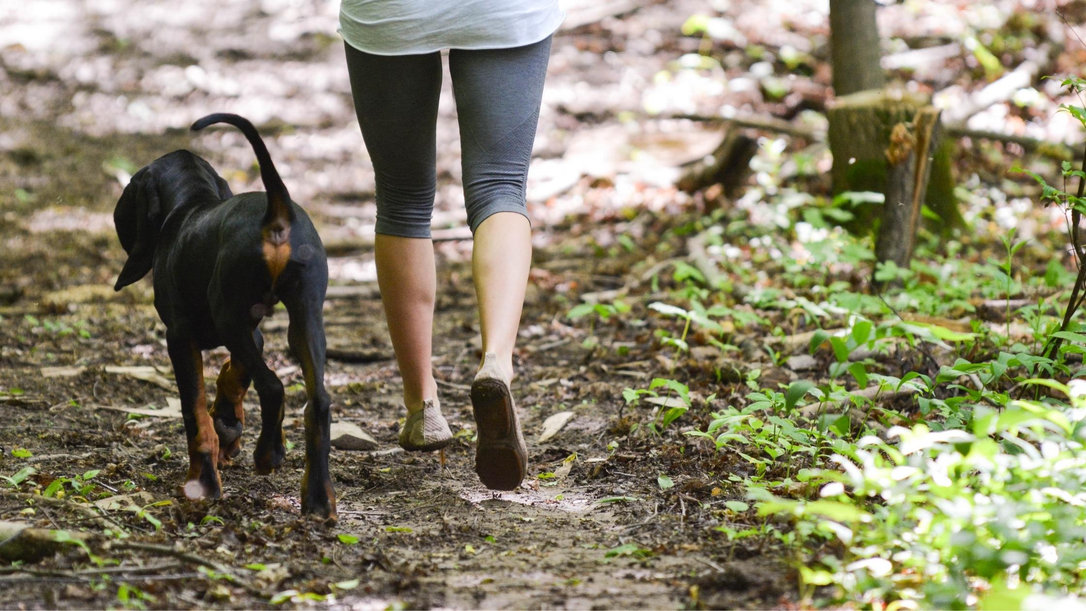 What is a Dog Panic Attack? Signs and ways to help