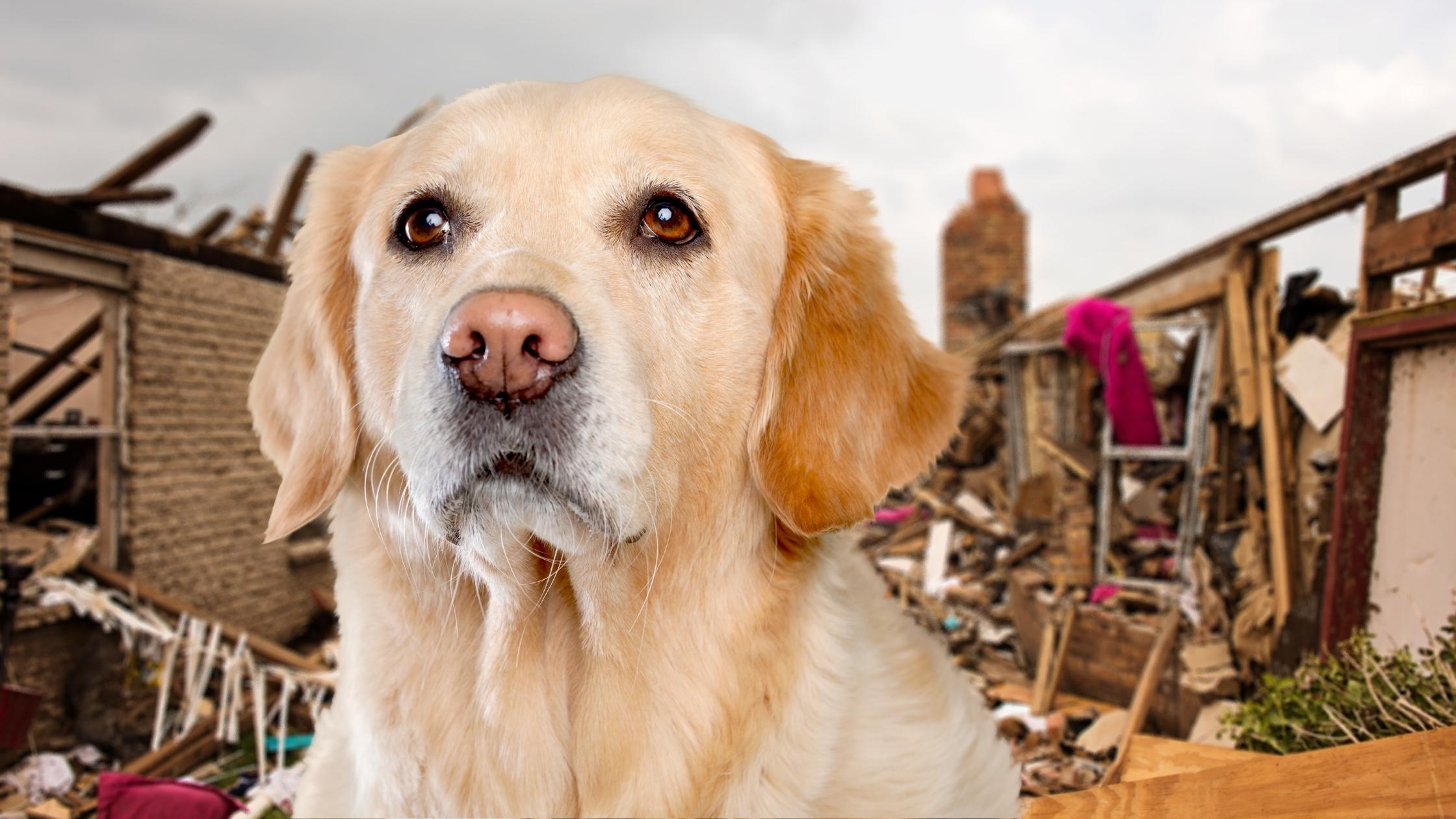 Destructive dogs Stop them destroying your home