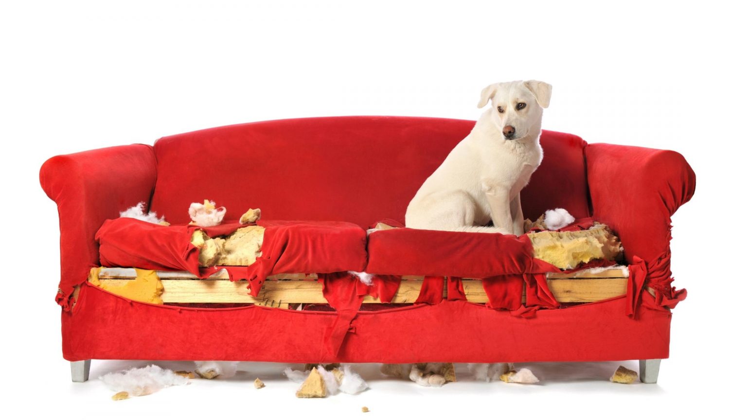 Destructive dogs Stop them destroying your home
