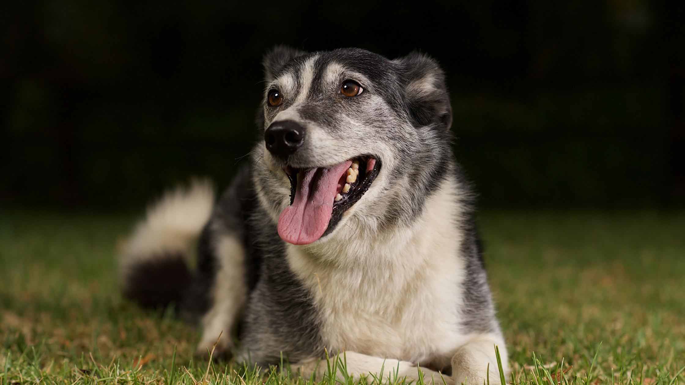 Are Shock Collars Cruel? 15 Reasons Not To Use It